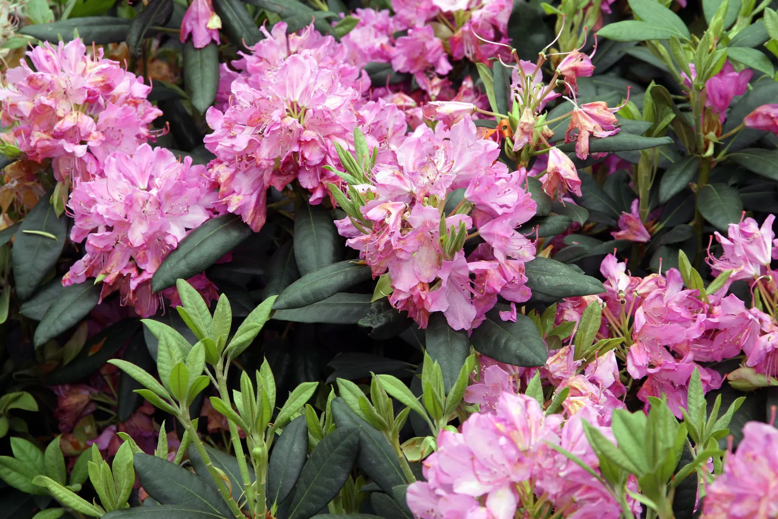 Roseum Elegans Rhododendron (Rhododendron 'Roseum Elegans') — offering year-round visual appeal.<br><br>As spring unfolds