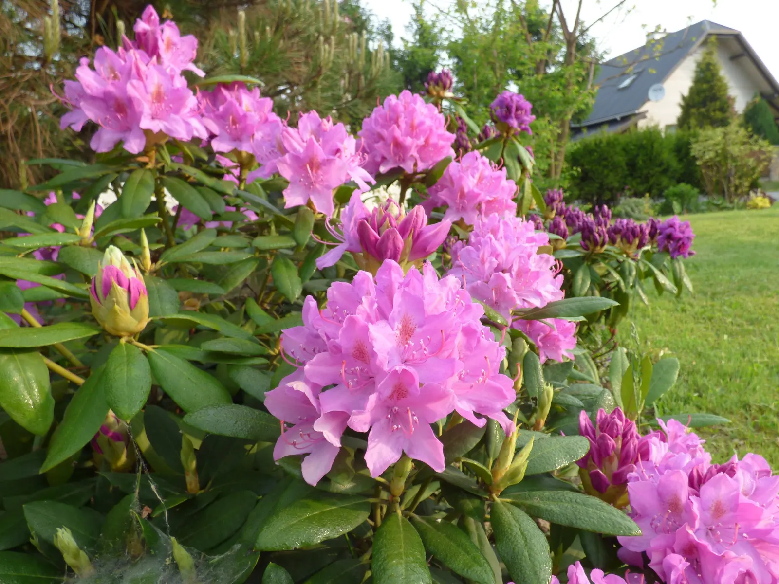 Roseum Elegans Rhododendron (Rhododendron 'Roseum Elegans') — globe-like clusters known as trusses; part of the large Rhododendron genus