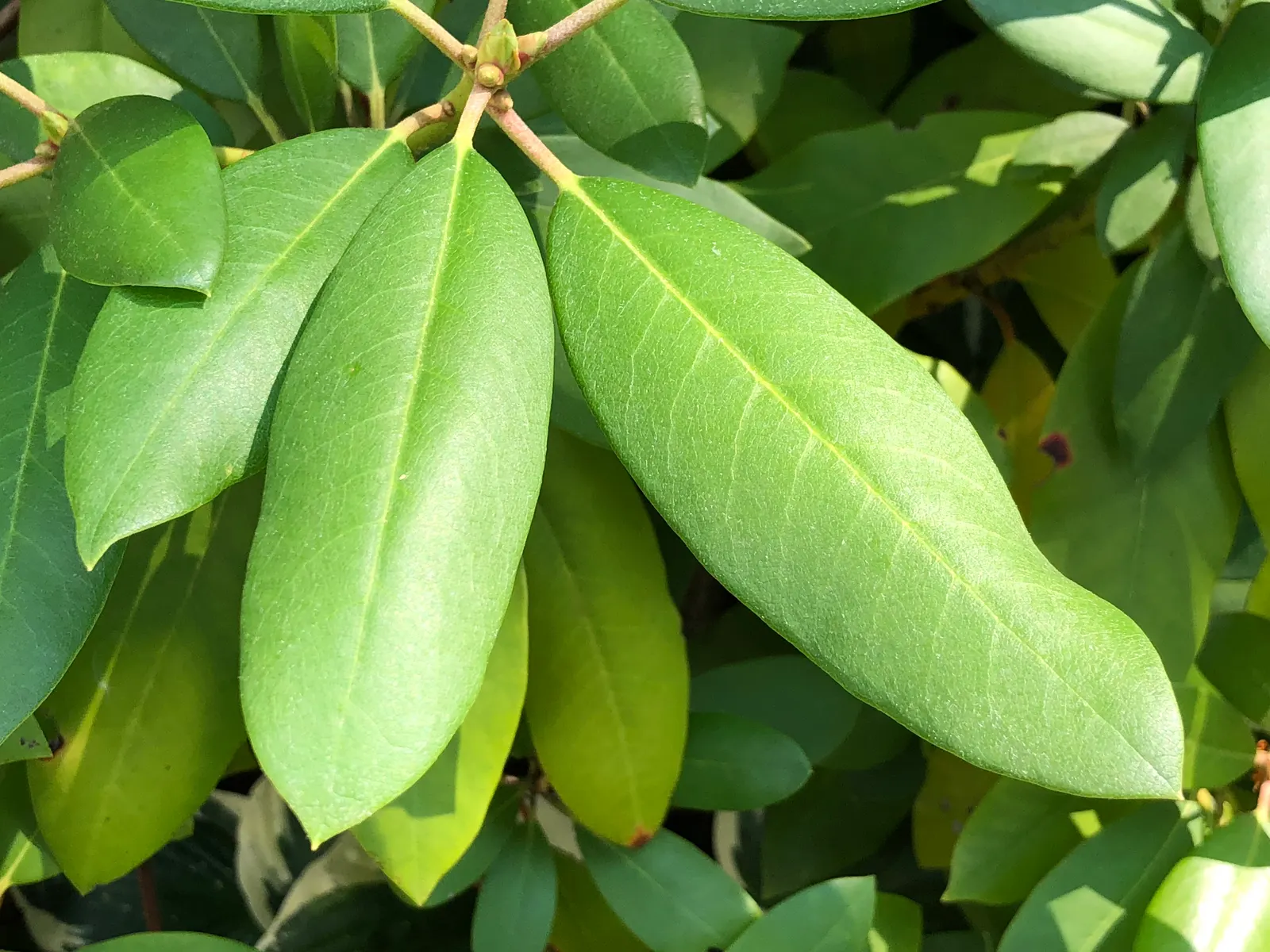 Roseum Elegans Rhododendron (Rhododendron 'Roseum Elegans') — showcases dense foliage composed of leathery