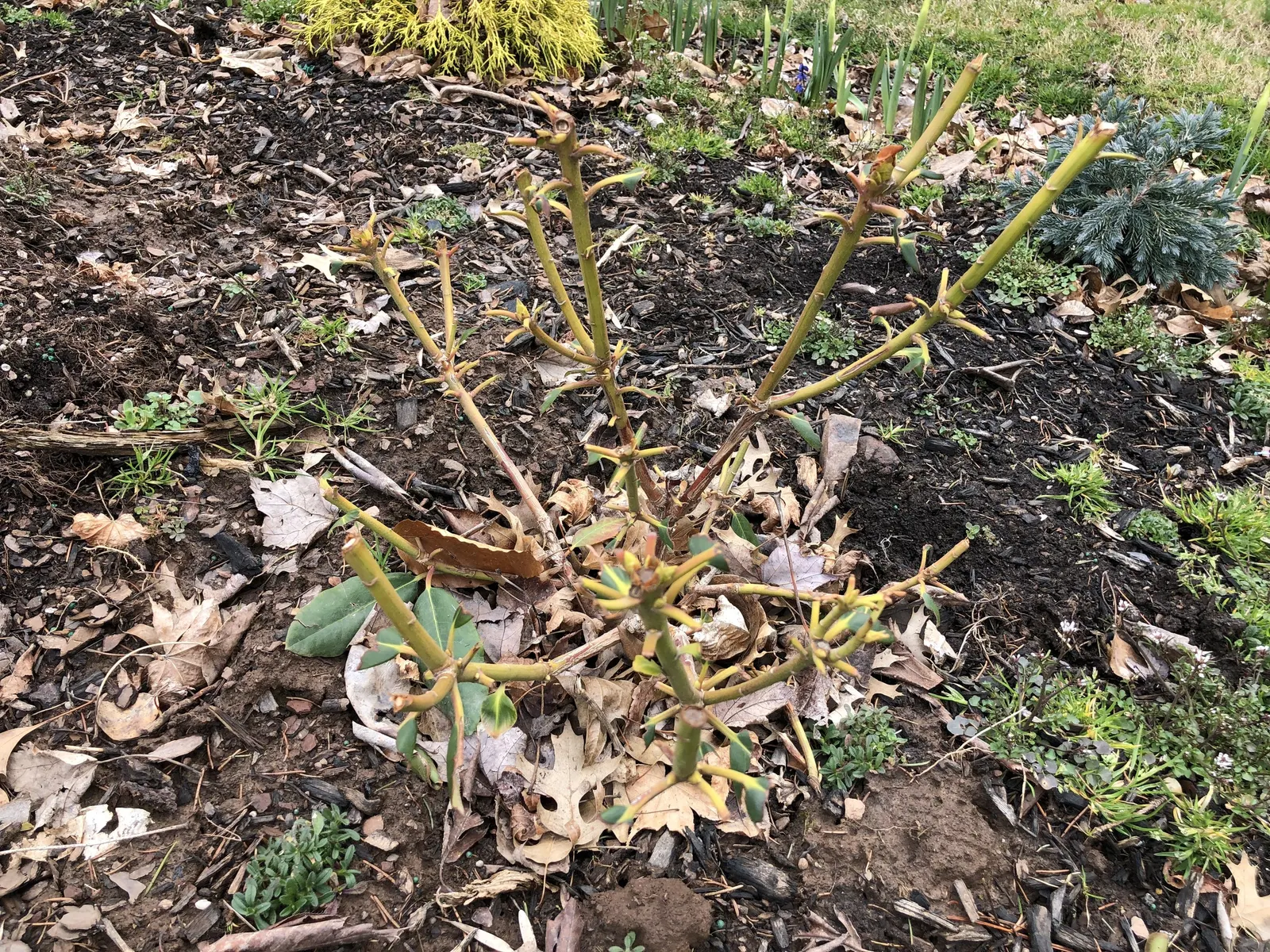 Roseum Elegans Rhododendron (Rhododendron 'Roseum Elegans') — Space plants 5-6 feet apart to accommodate mature size, perfect for mass plantings or as a