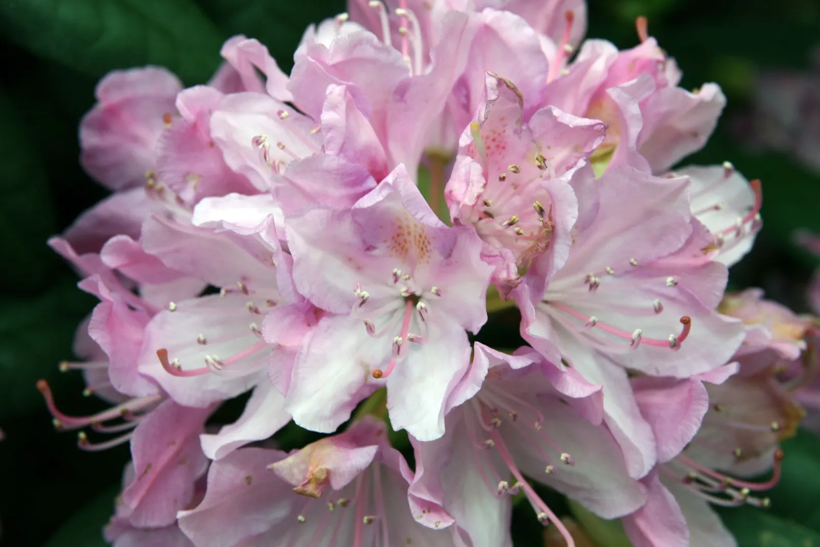 Roseum Elegans Rhododendron (Rhododendron 'Roseum Elegans') — Reaching up to 6 feet in height and spread, this evergreen offers year-round interest