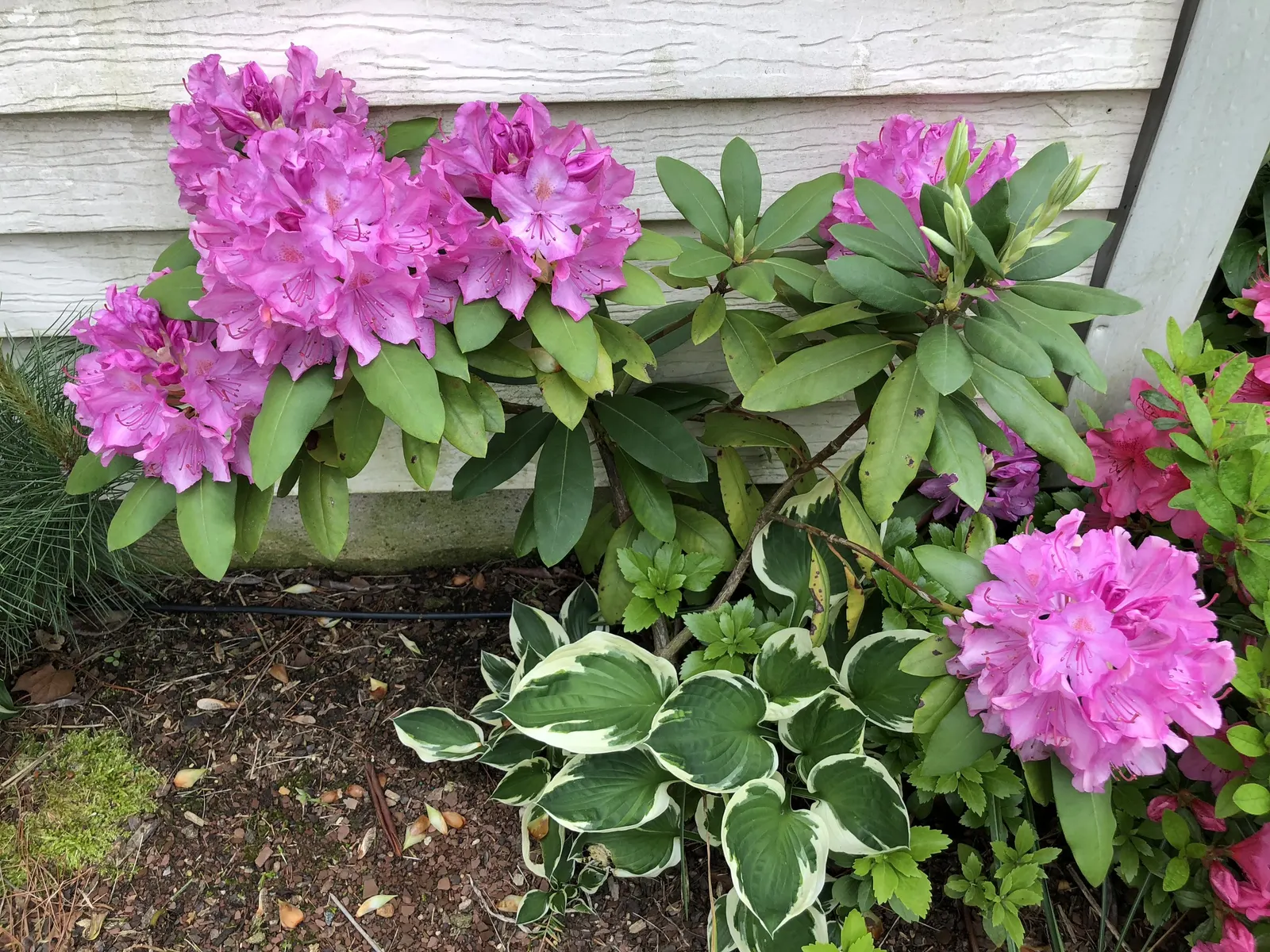 Roseum Elegans Rhododendron (Rhododendron 'Roseum Elegans') — is an evergreen shrub that adds a touch of classic elegance to any garden