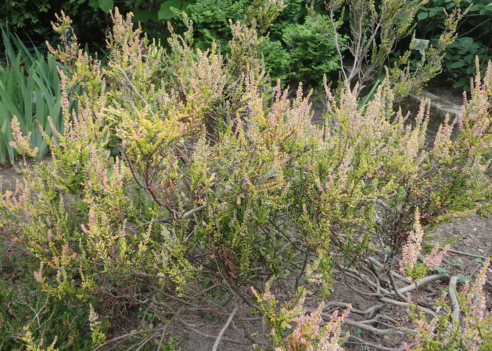 Firefly Heather (Calluna Vulgaris 'Firefly') — which transitions from chartreuse in spring to fiery red-orange in fall