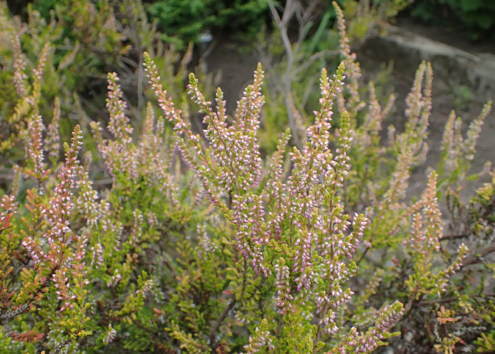 Firefly Heather (Calluna Vulgaris 'Firefly') — Its summer blooms provide mauve-pink flowers that attract pollinators