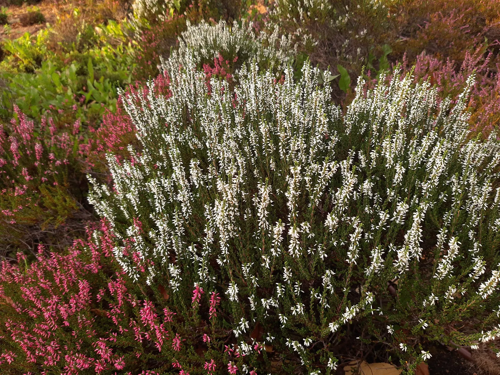 Firefly Heather (Calluna Vulgaris 'Firefly') — This hardy shrub reaches 18-24 inches in height and width, thriving in USDA zones 4-6