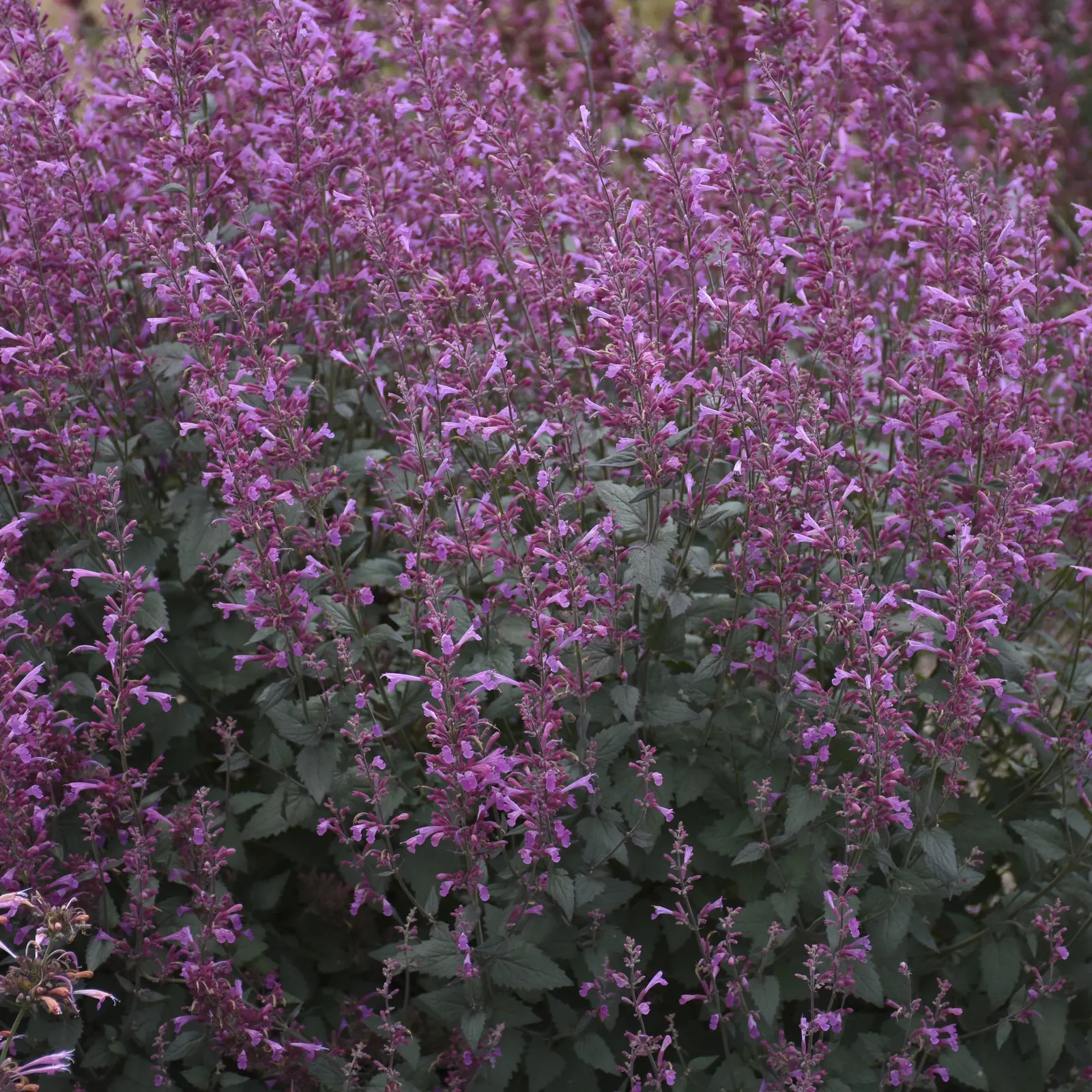 'Royal Raspberry' Anise Hyssop (Agastache hybrid) — The Agastache hybrid 'Royal Raspberry' is a mounded perennial with rosy purple