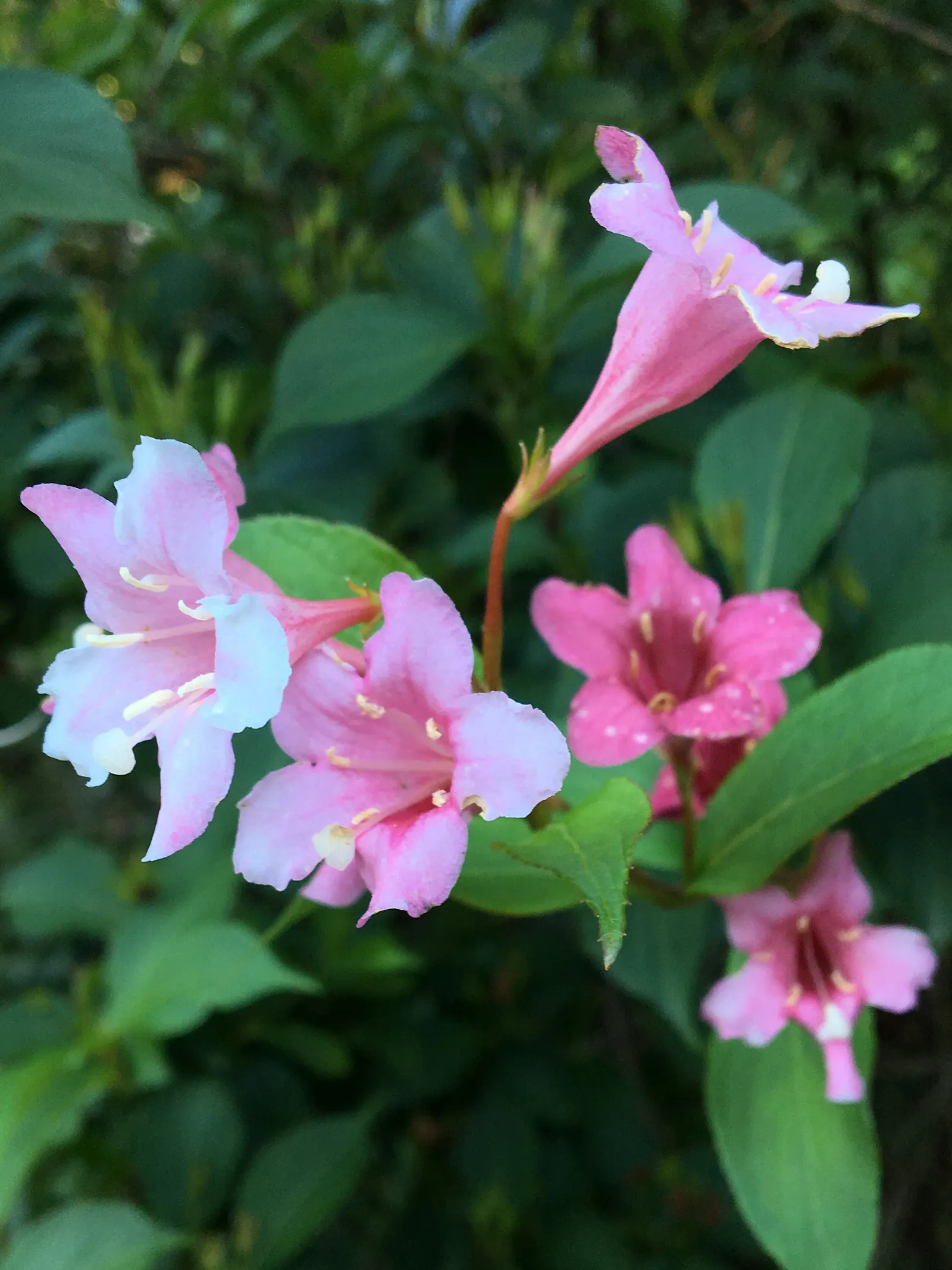 Weigela Varieties (Weigela Species) — Pruning promotes health and flowering; suitable in borders, as specimens, or for mass planting
