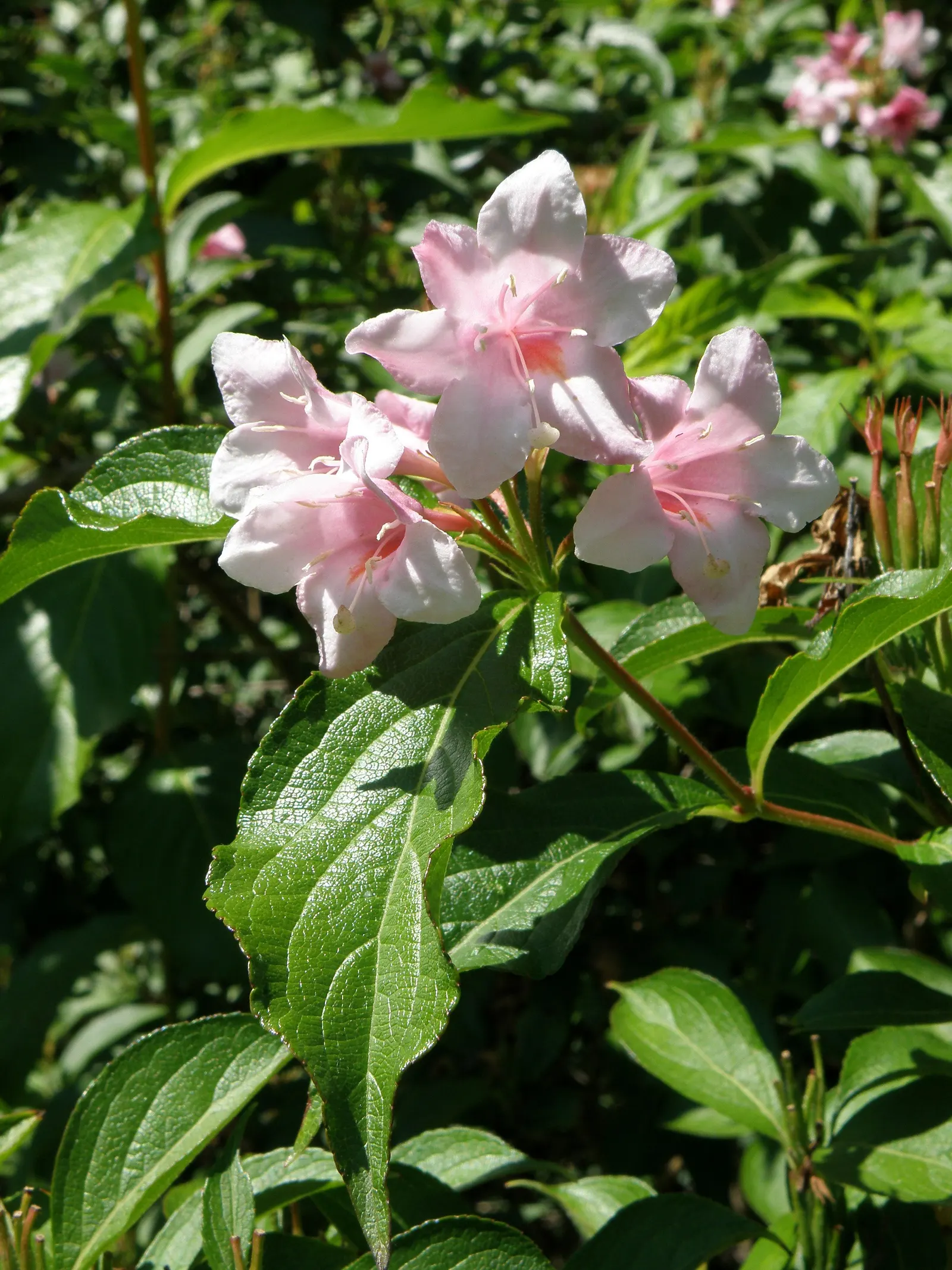 Weigela Varieties (Weigela Species) — Weigela varieties are deciduous shrubs, valued for their funnel-shaped flowers and arching branches