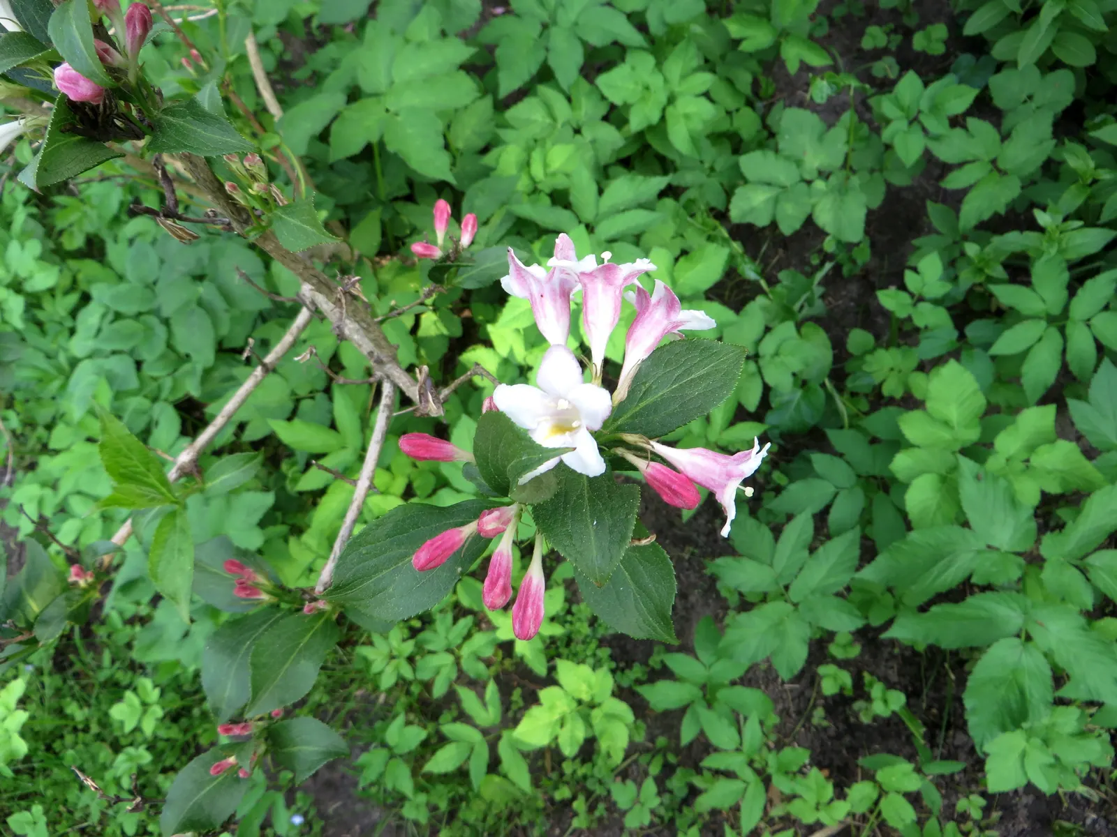 Weigela Varieties (Weigela Species) — This ornamental plant typically reaches a height of 3 to 15 feet and an equal spread