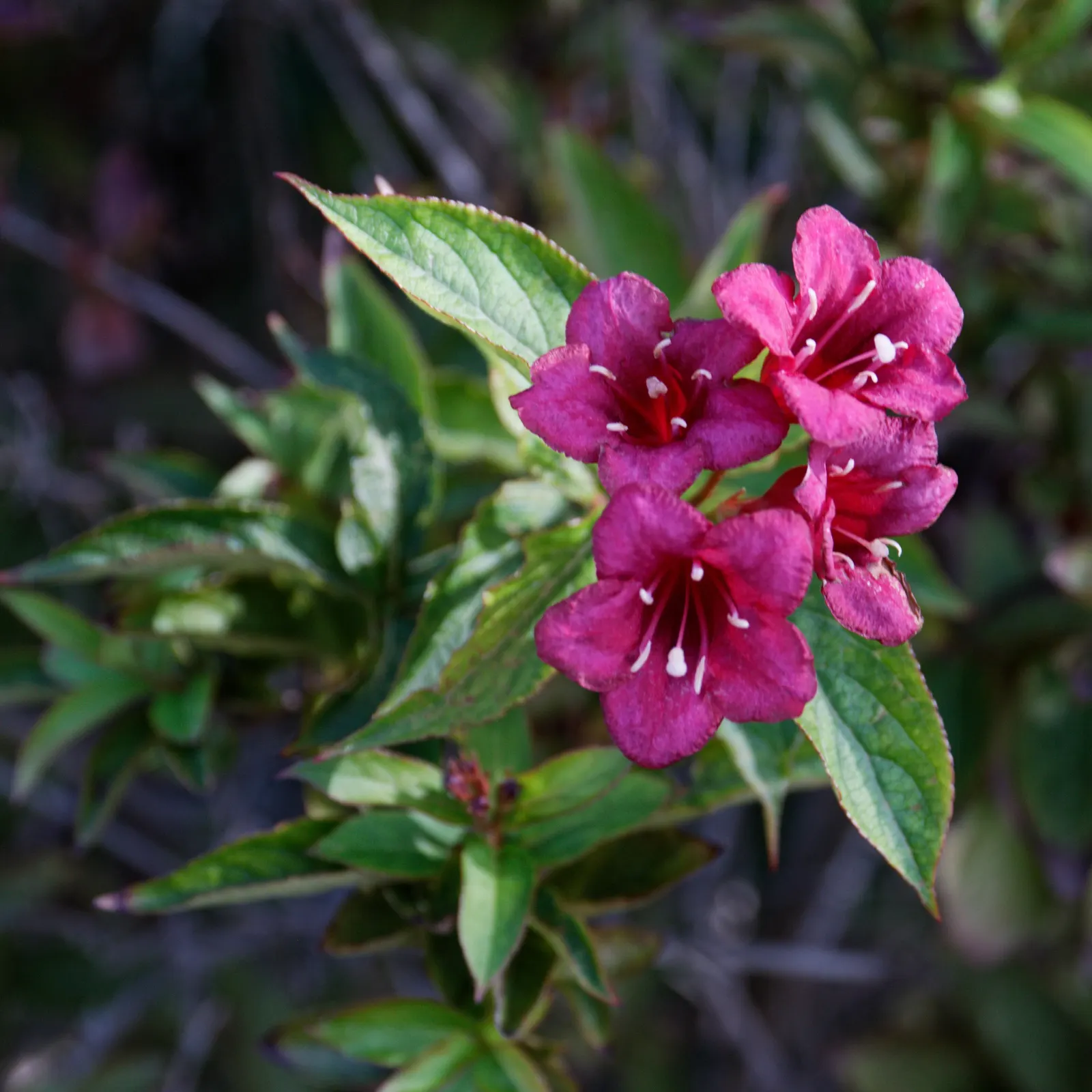 Weigela Varieties (Weigela Species) — Blossoming in late spring to early summer, they showcase colors from white to deep red