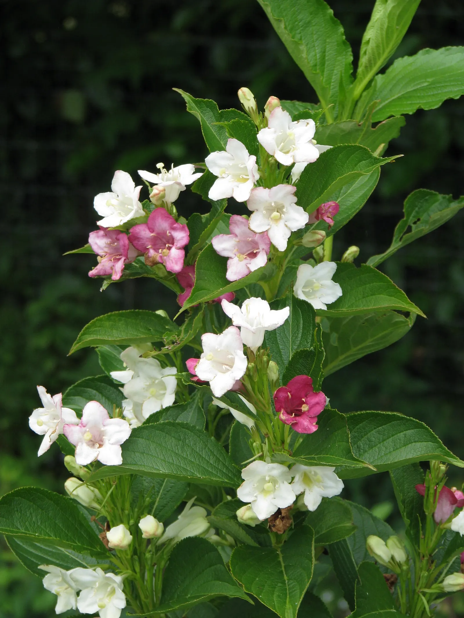 Weigela Varieties (Weigela Species) — Varieties range from compact 1-2 feet high to larger species reaching up to 8 feet