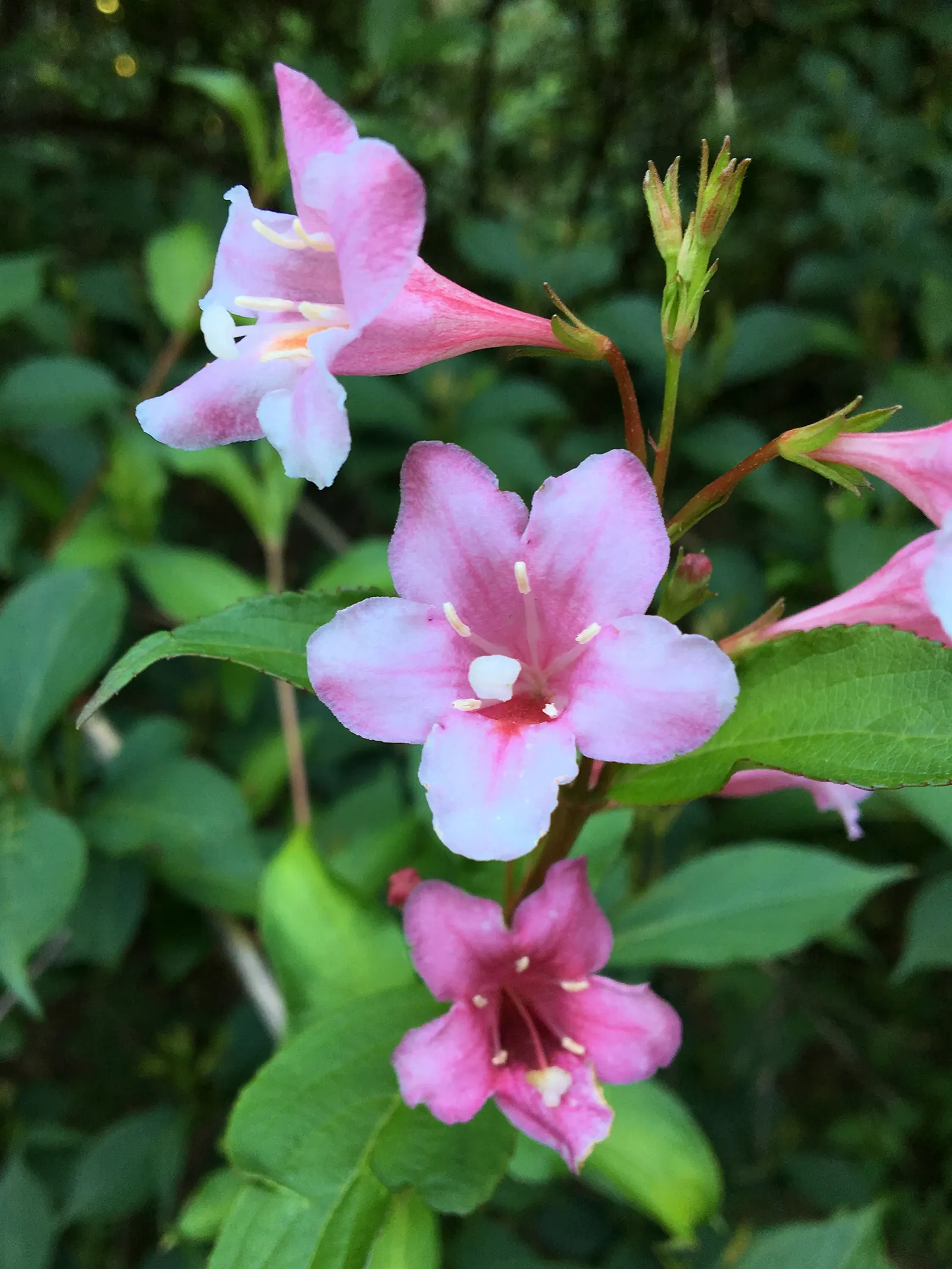 Weigela Varieties (Weigela Species) — The Weigela (Weigela spp.) is a delightful deciduous shrub belonging to the honeysuckle family