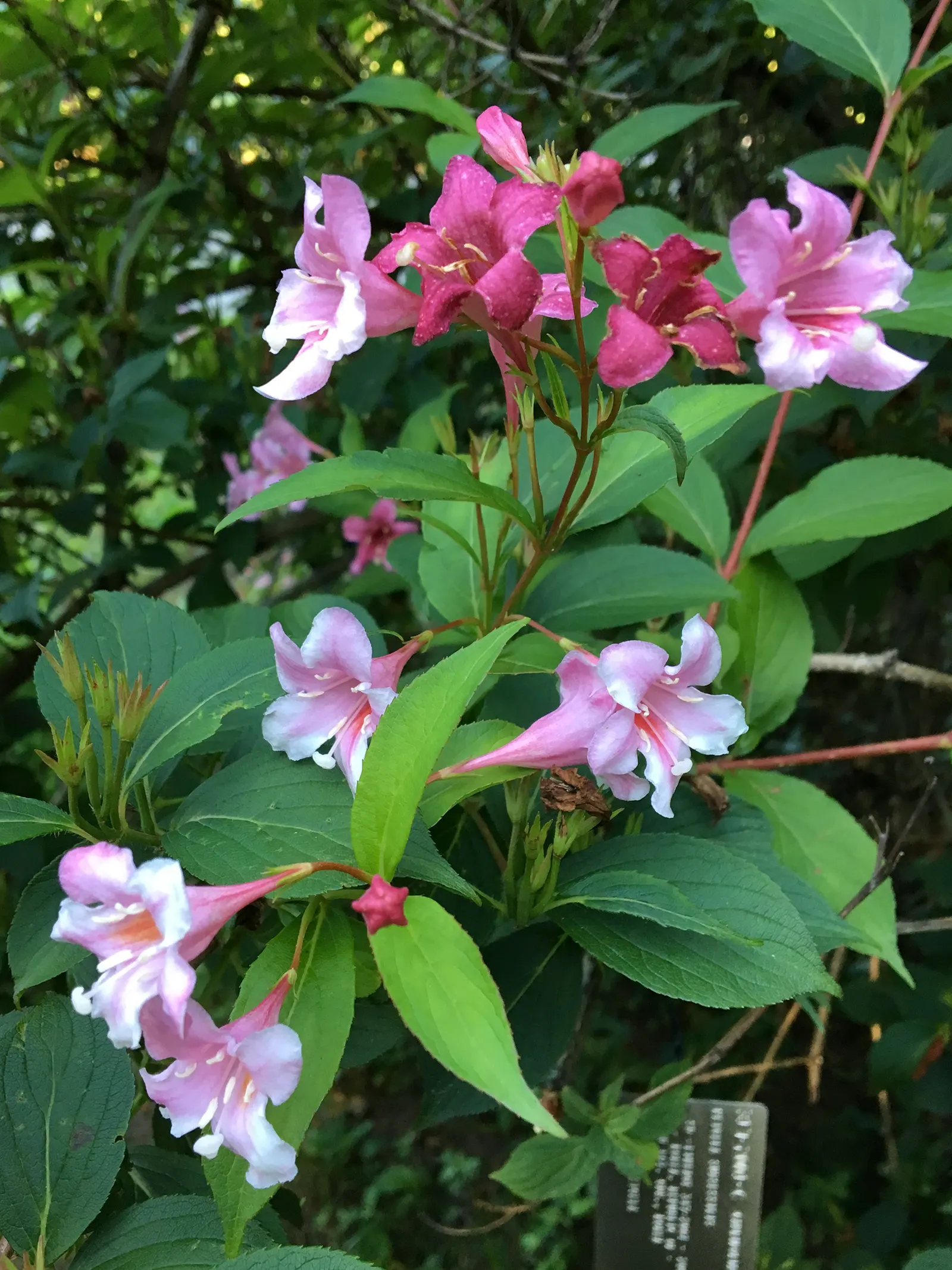 Weigela Varieties (Weigela Species) — though dwarf varieties are also available for more constrained spaces