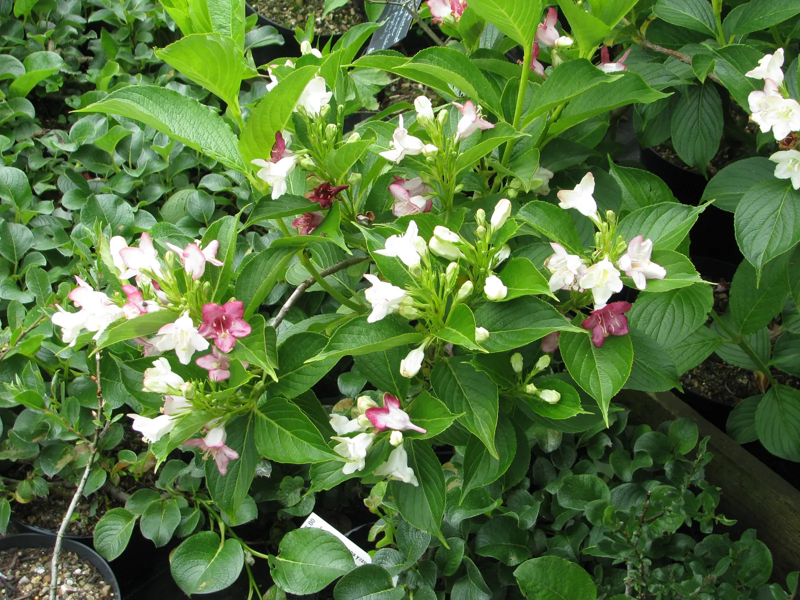 Weigela Varieties (Weigela Species) — Plant in full sun to part shade in well-drained soil