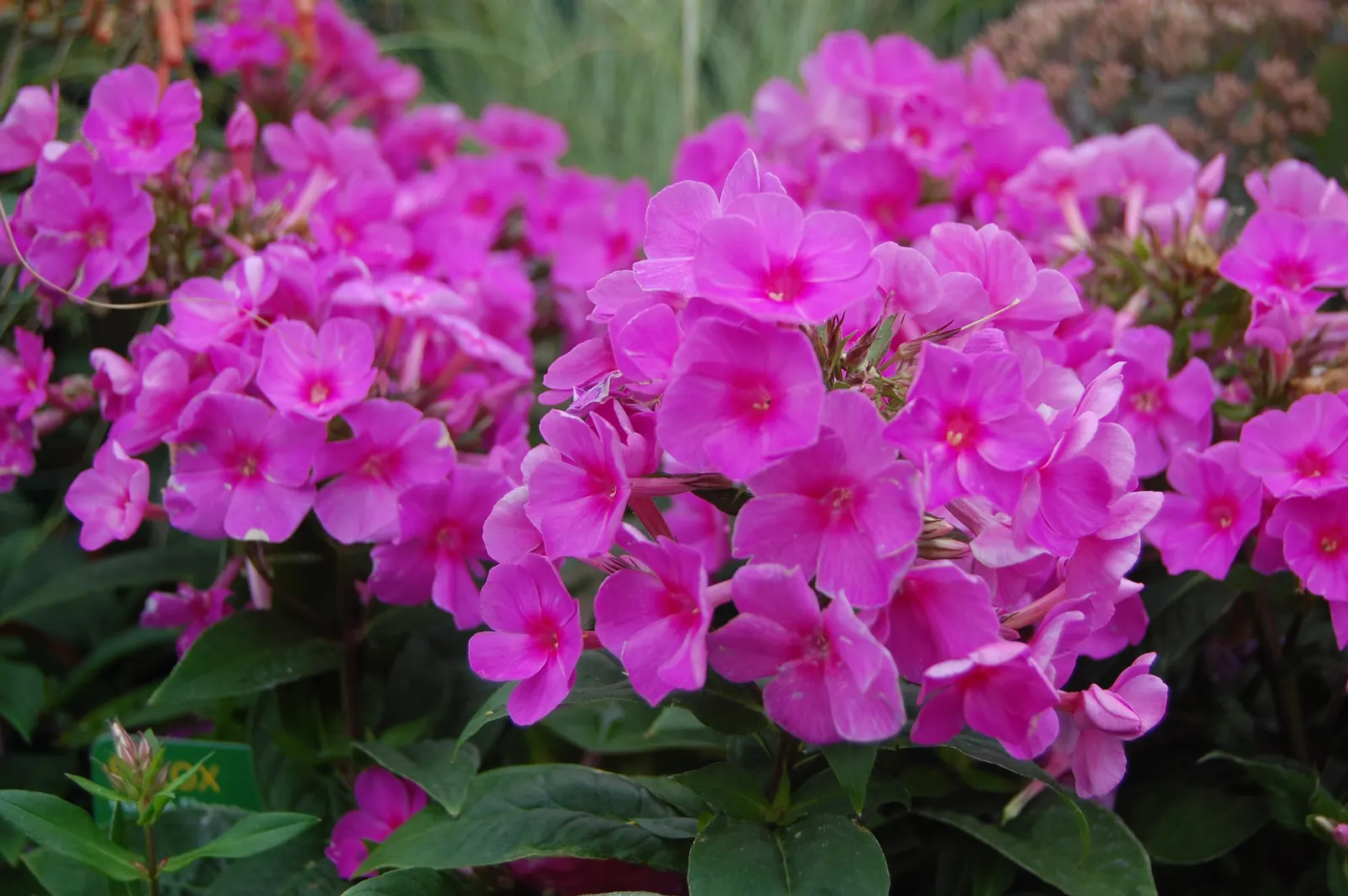 Pink Flame Phlox (Phlox Flame‚Ñ¢ Series Pink) — The Phlox Flame‚Ñ¢ Series Pink showcases vibrant pink flowers with a darker eye