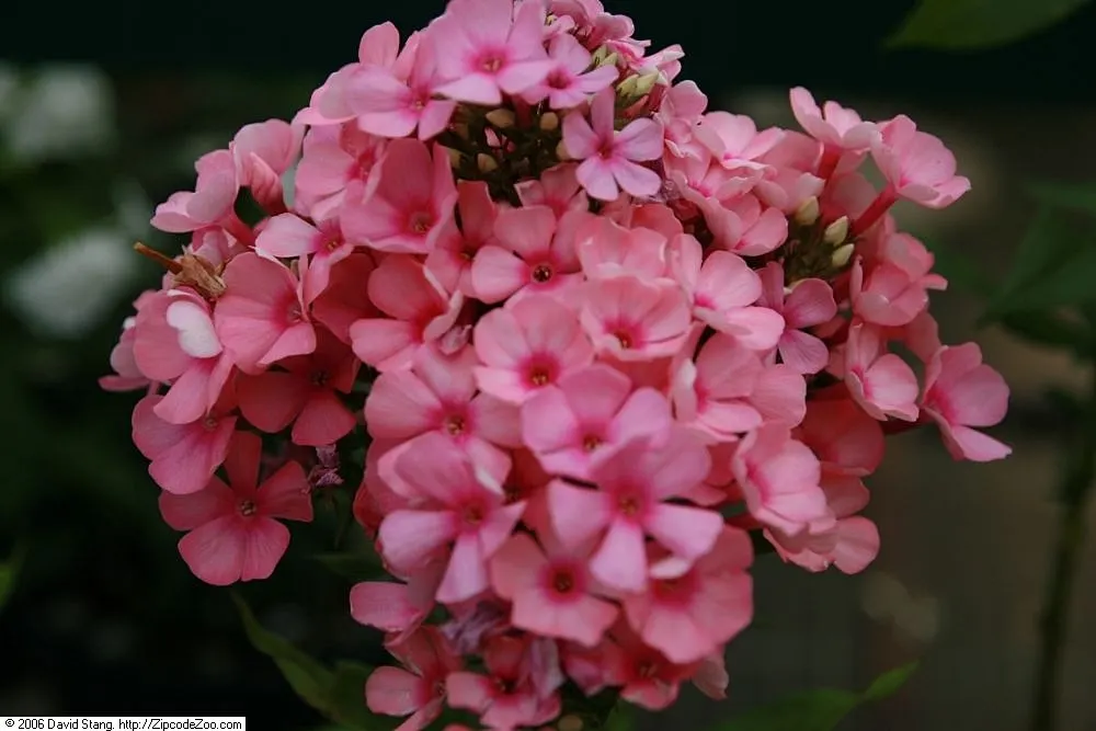 Pink Flame Phlox (Phlox Flame‚Ñ¢ Series Pink) — Reaching 15 to 18 inches in height and spreading up to 20 inches wide