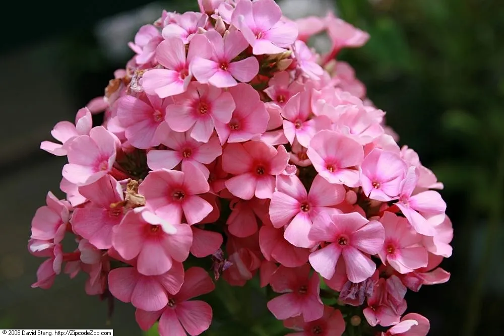Pink Flame Phlox (Phlox Flame‚Ñ¢ Series Pink) — thriving as a herbaceous perennial in zones 4 to 8