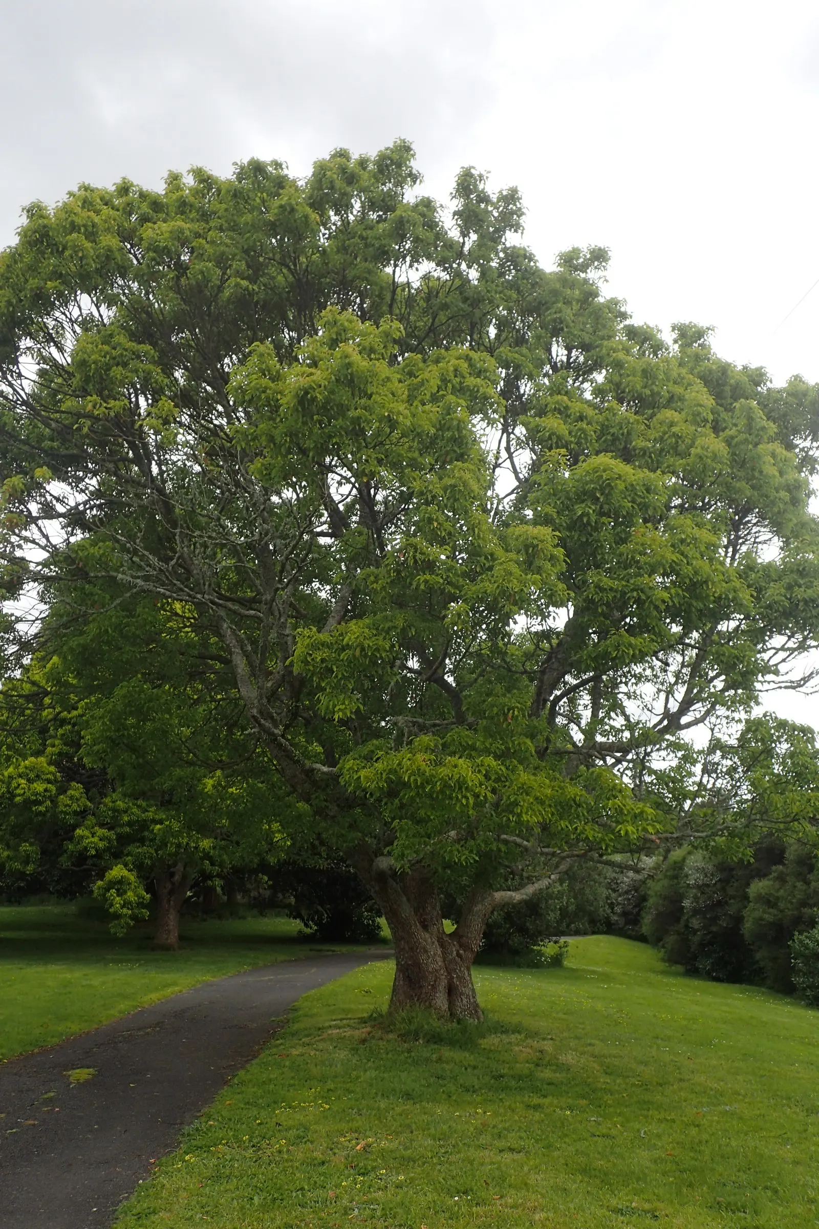 Camphor Tree (Cinnamomum Camphora) — This robust tree can reach heights up to 50-70 feet