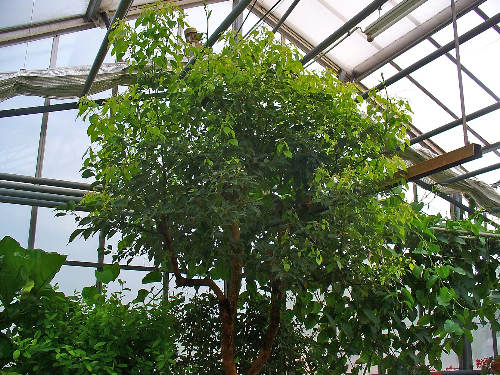 Camphor Tree (Cinnamomum Camphora) — In the spring, small white flowers bloom, adding subtle visual interest; the camphor tree provides ample shade