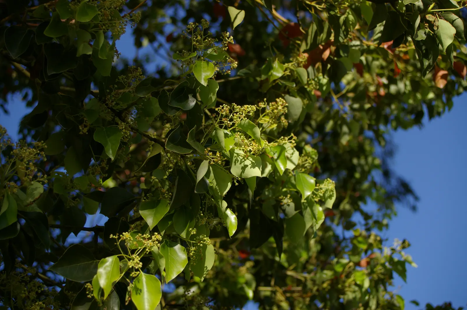 Camphor Tree (Cinnamomum Camphora) — account for its expansive growth when incorporating it into garden designs