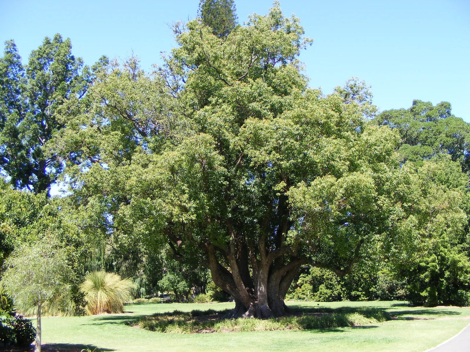 Camphor Tree (Cinnamomum Camphora) — With a mature height of 50-65 feet and a spread of 50-70 feet, it forms a dense, shapely canopy; the camphor, image 44