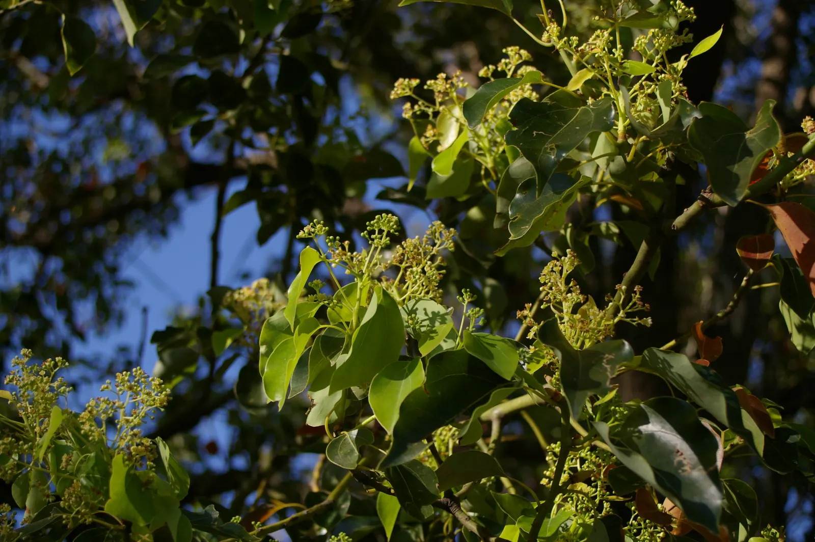 Camphor Tree (Cinnamomum Camphora) — potentially exceeding 75 feet