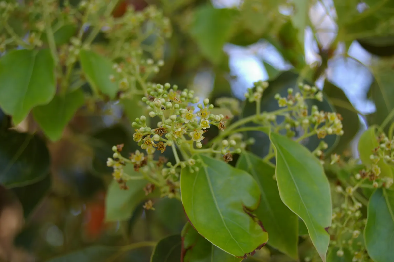 Camphor Tree (Cinnamomum Camphora) — which is both refreshing and therapeutic; hardy in USDA zones 8-10, it thrives in full sun to partial shade, image 55