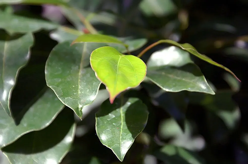 Camphor Tree (Cinnamomum Camphora) — Also, be aware that the leaves and fruits contain compounds that can be poisonous if ingested; the camphor, image 83