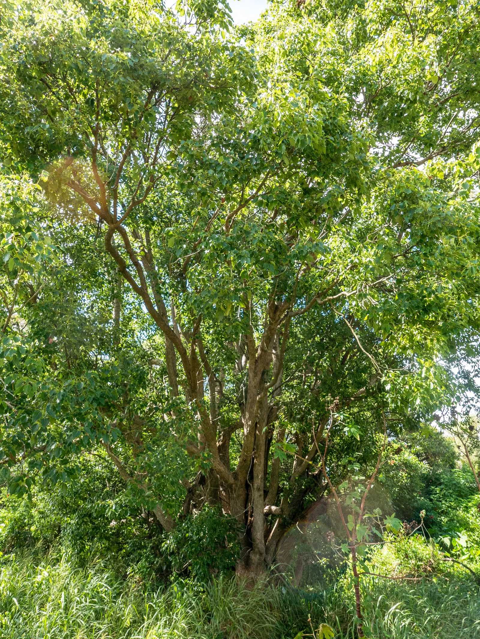 Camphor Tree (Cinnamomum Camphora) — In the spring, small white flowers bloom, adding subtle visual interest