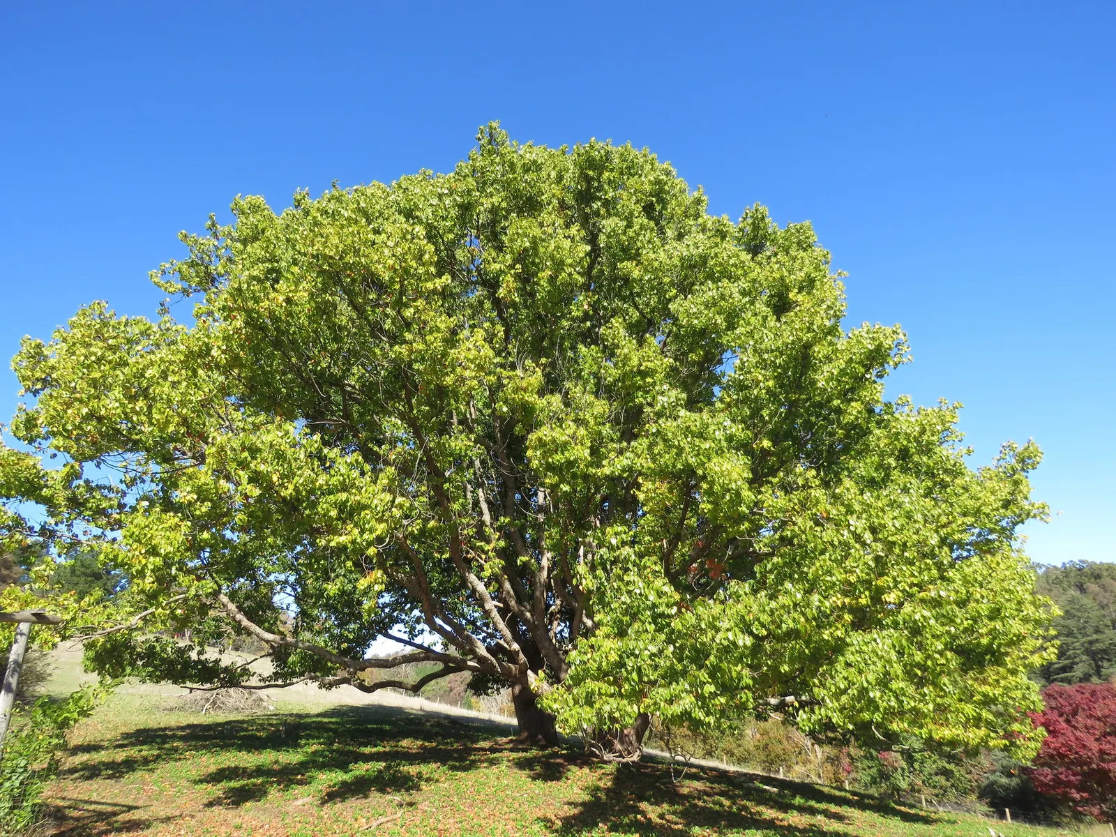 Camphor Tree (Cinnamomum Camphora) — the camphor tree provides ample shade, image 32