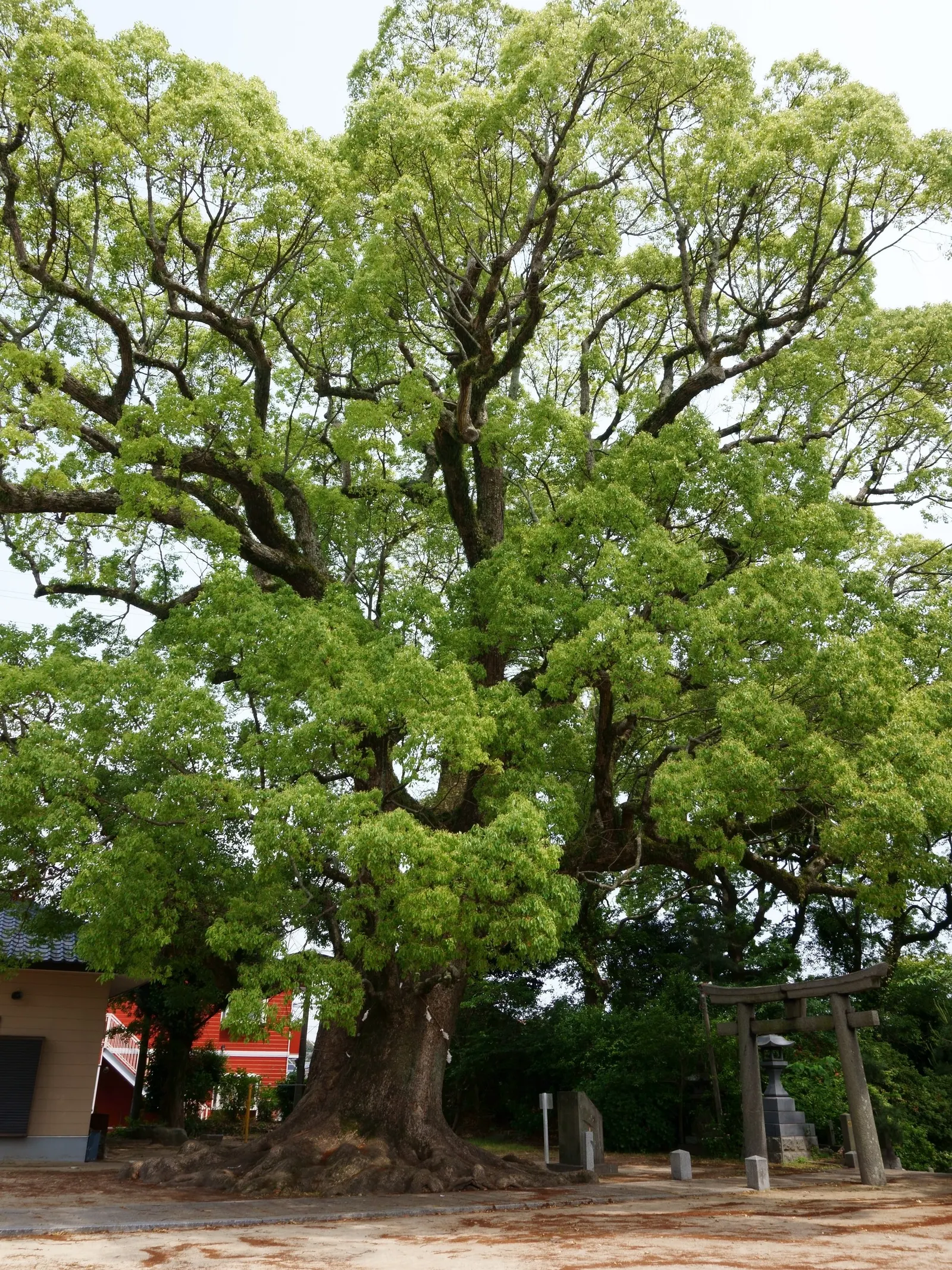Camphor Tree (Cinnamomum Camphora) — berry-like fruits which are attractive to birds.<br><br>For optimal growth; hardy in USDA zones 8-10, it, image 58