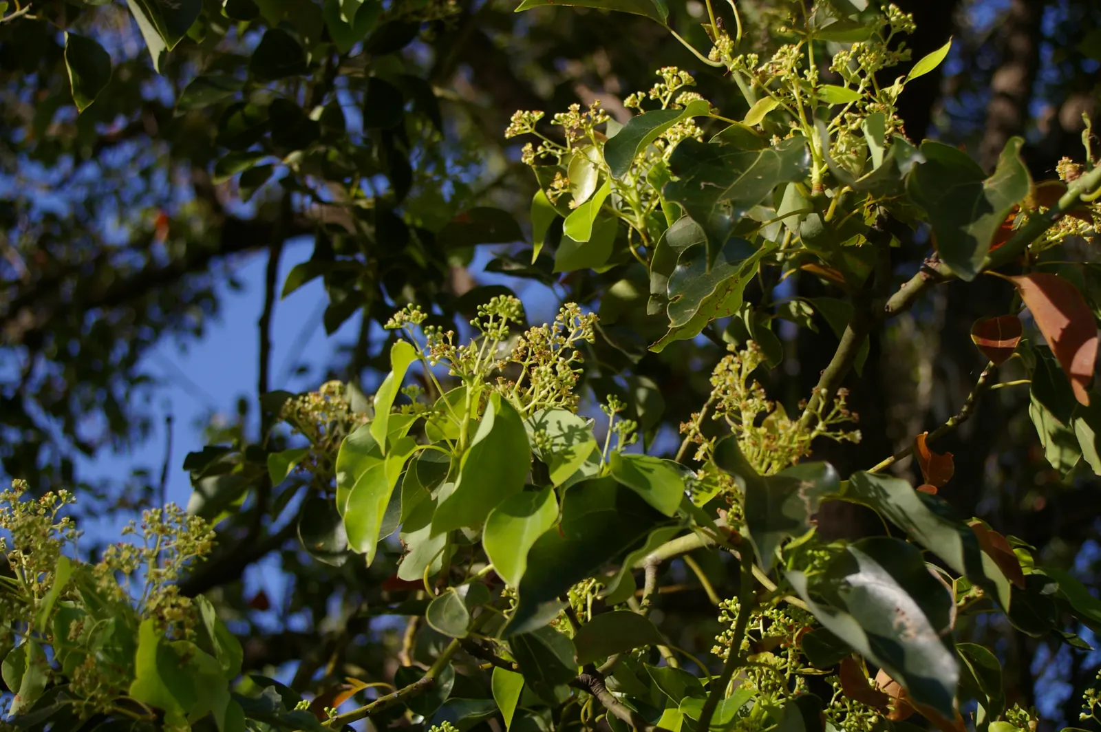 Camphor Tree (Cinnamomum Camphora) — is a stately evergreen noteworthy for its aromatic leaves and striking appearance; hardy in USDA zones 8 to 10, image 48