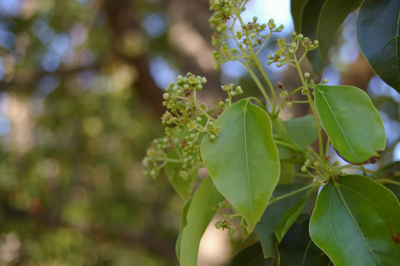 Camphor Tree (Cinnamomum Camphora) — emit the distinctive camphor smell; hardy in USDA zones 8 to 10