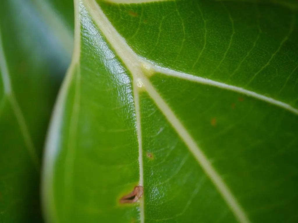 Camphor Tree (Cinnamomum Camphora) — The Camphor Tree (Cinnamomum camphora) is an evergreen renowned for its aromatic foliage; hardy in USDA zones, image 43