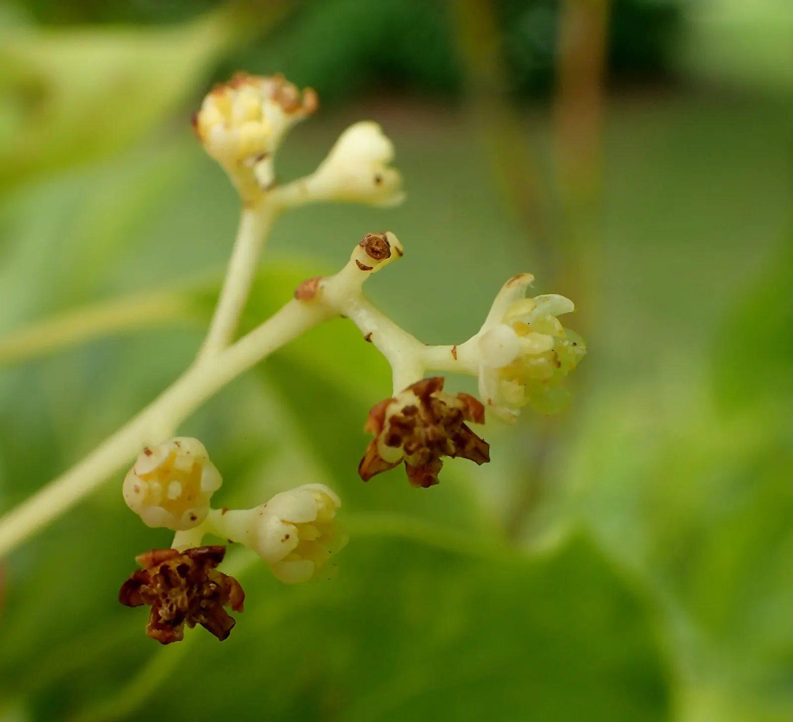 Camphor Tree (Cinnamomum Camphora) — stress the importance of regular pruning during the early years to establish a strong; hardy in USDA zones, image 82