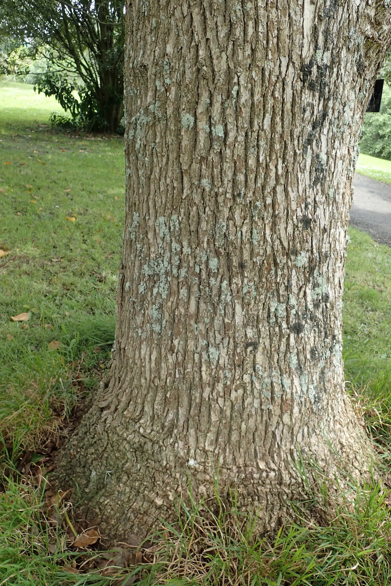 Camphor Tree (Cinnamomum Camphora) — is a stately evergreen noteworthy for its aromatic leaves and striking appearance; hardy in USDA zones 8 to 10, image 69