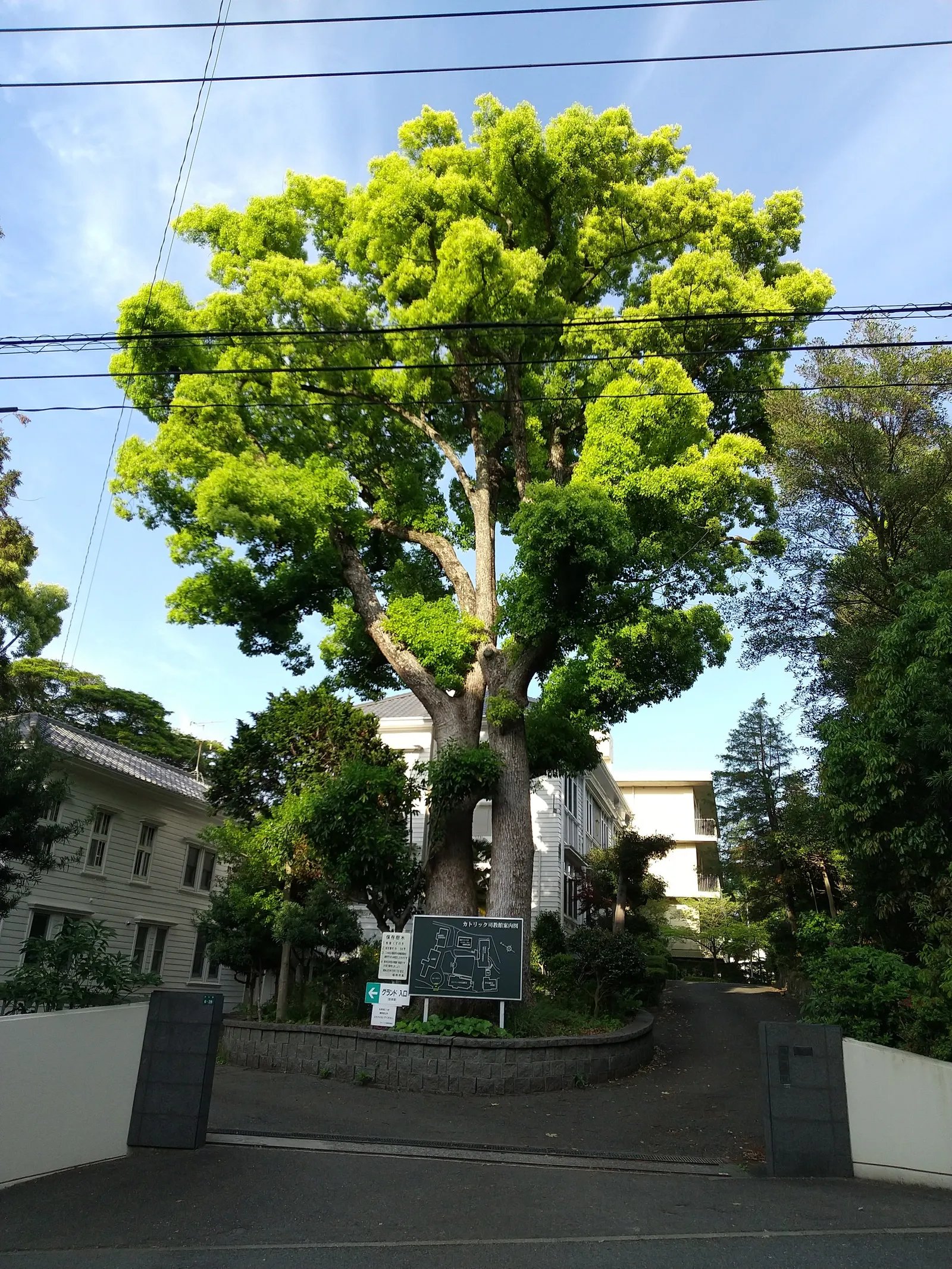Camphor Tree (Cinnamomum Camphora) — With a mature height of 50-65 feet and a spread of 50-70 feet, it forms a dense, shapely canopy; the camphor, image 65