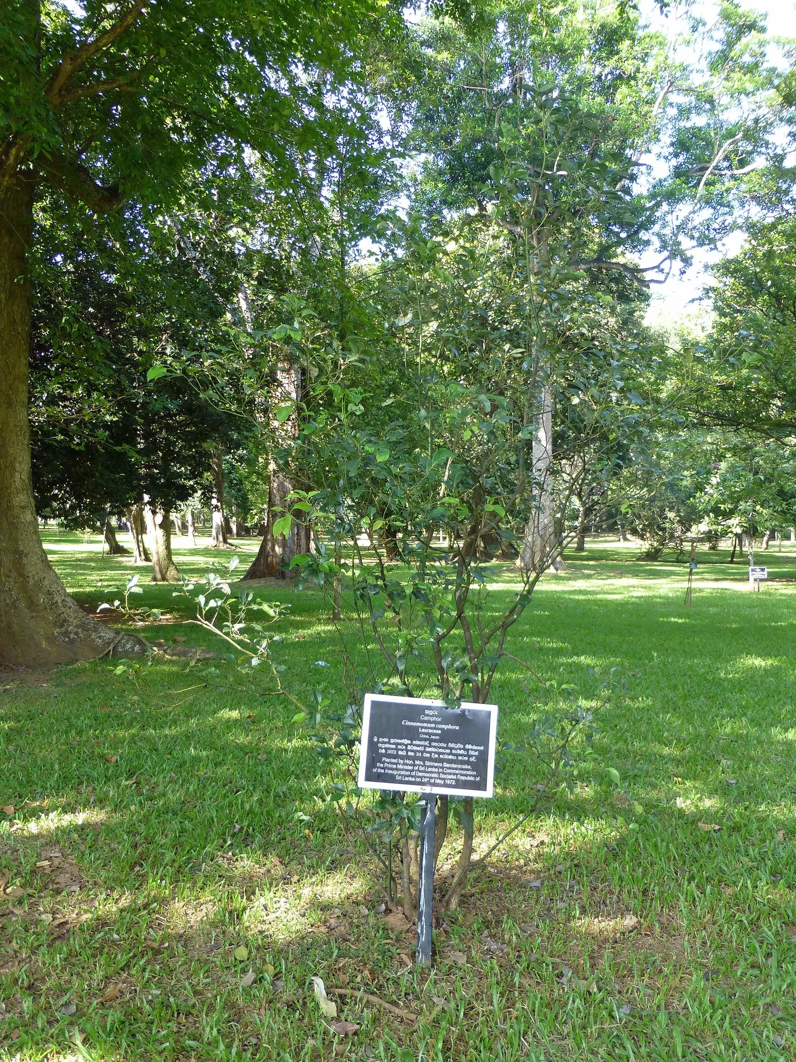 Camphor Tree (Cinnamomum Camphora) — tree for full; hardy in USDA zones 8 to 10, image 84