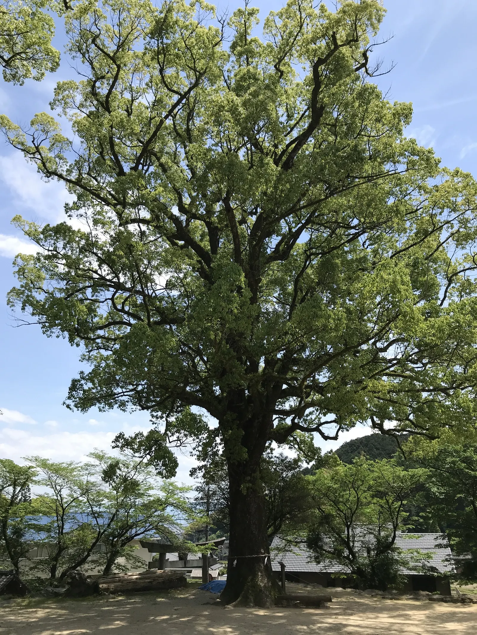 Camphor Tree (Cinnamomum Camphora) — stress the importance of regular pruning during the early years to establish a strong; hardy in USDA zones, image 61