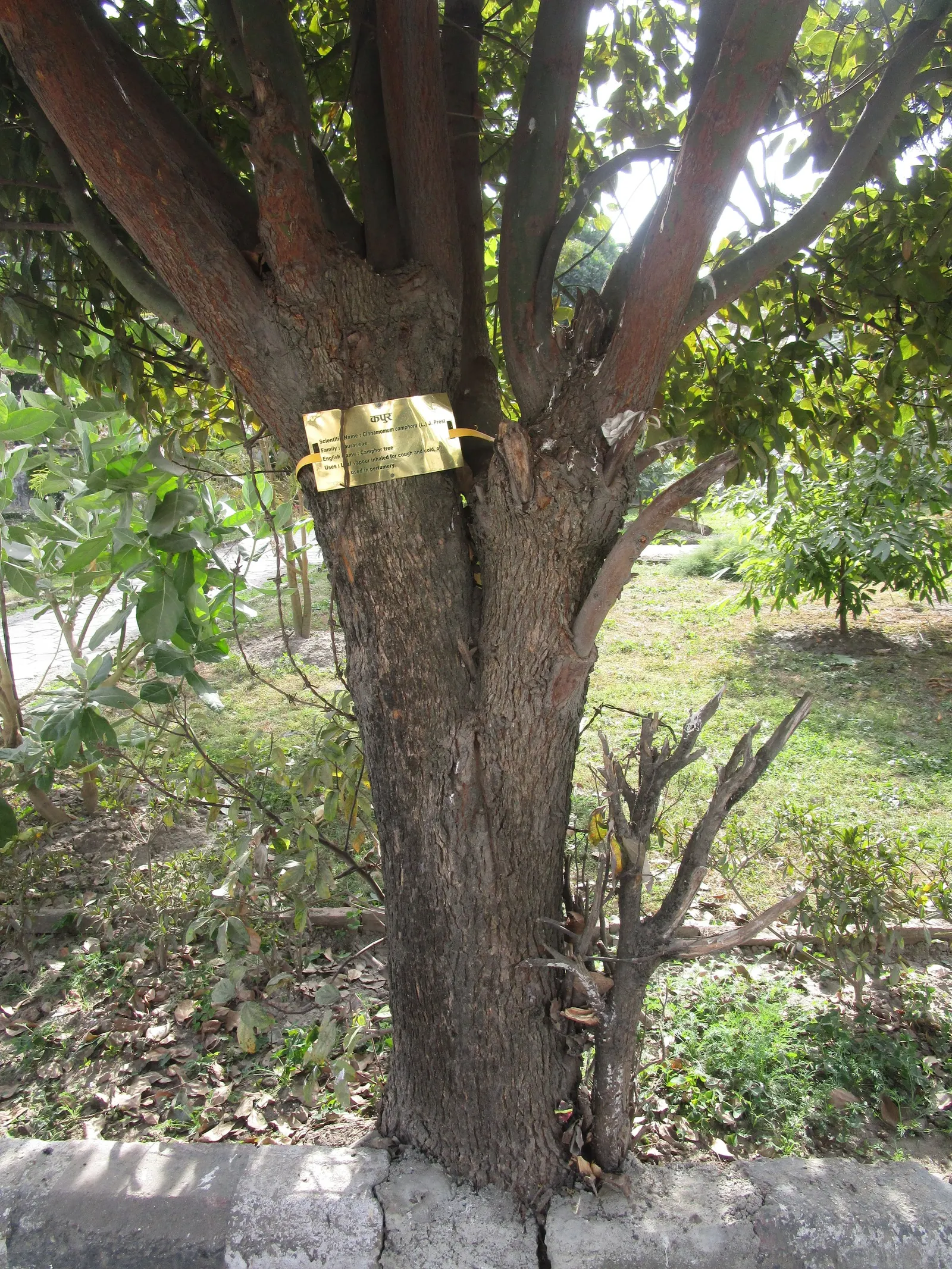 Camphor Tree (Cinnamomum Camphora) — which is both refreshing and therapeutic; hardy in USDA zones 8-10, it thrives in full sun to partial shade