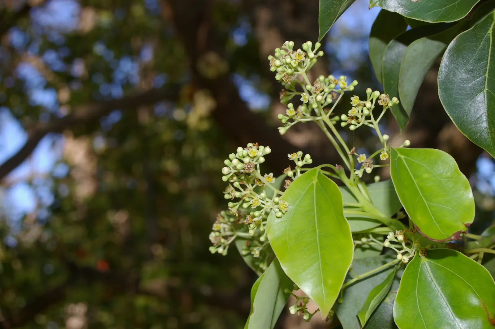 Camphor Tree (Cinnamomum Camphora) — the camphor tree provides ample shade