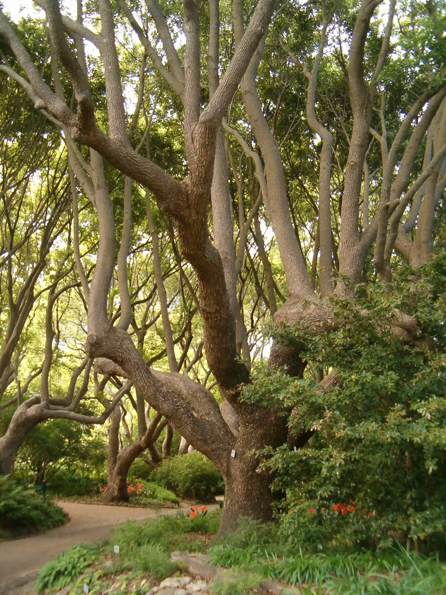 Camphor Tree (Cinnamomum Camphora) — the camphor tree provides ample shade, image 53