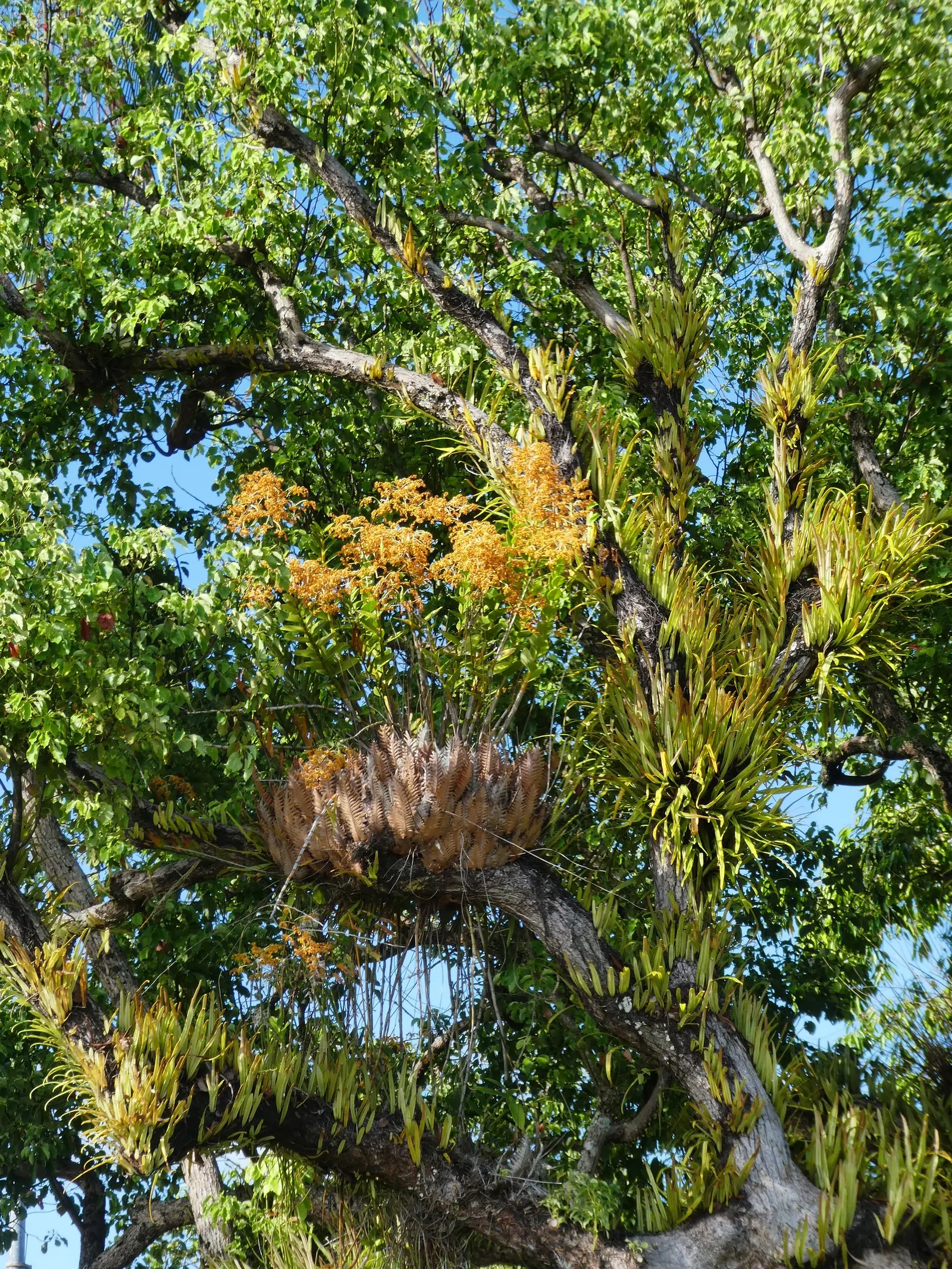 Camphor Tree (Cinnamomum Camphora) — The Camphor Tree (Cinnamomum camphora) is an evergreen renowned for its aromatic foliage; hardy in USDA zones, image 64
