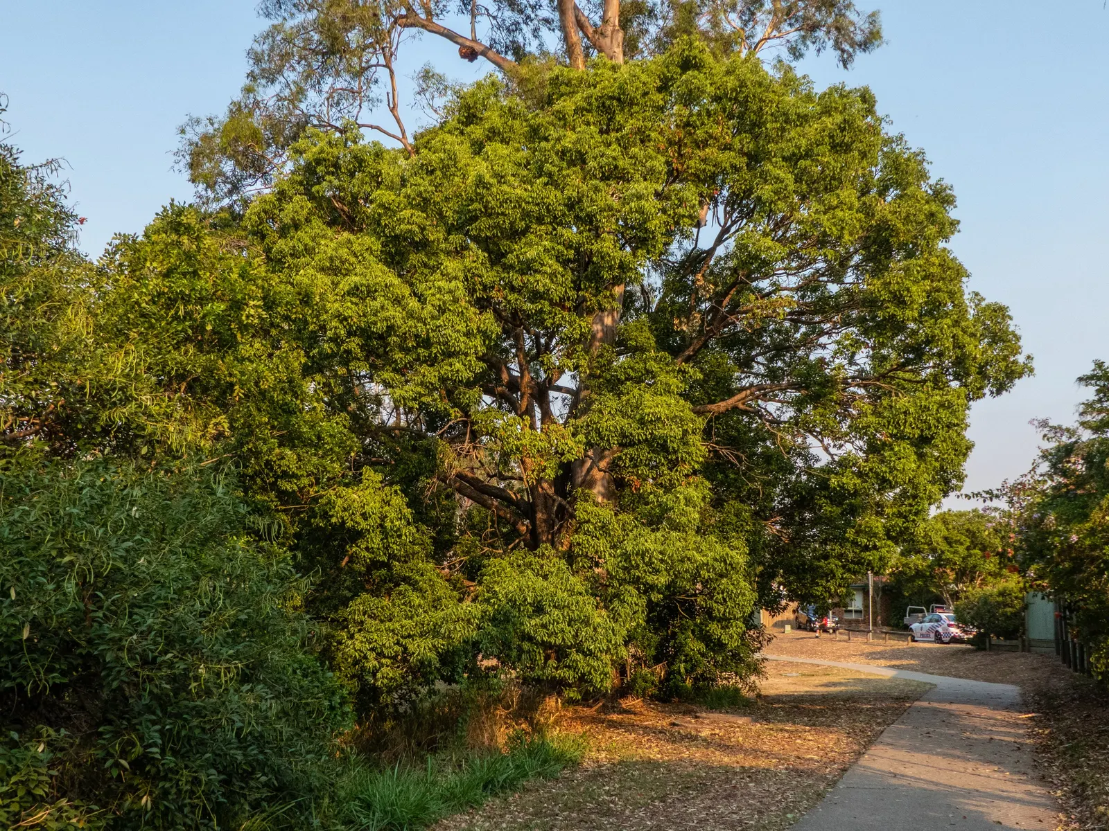 Camphor Tree (Cinnamomum Camphora) — account for its expansive growth when incorporating it into garden designs; hardy in USDA zones 8-10, it, image 52