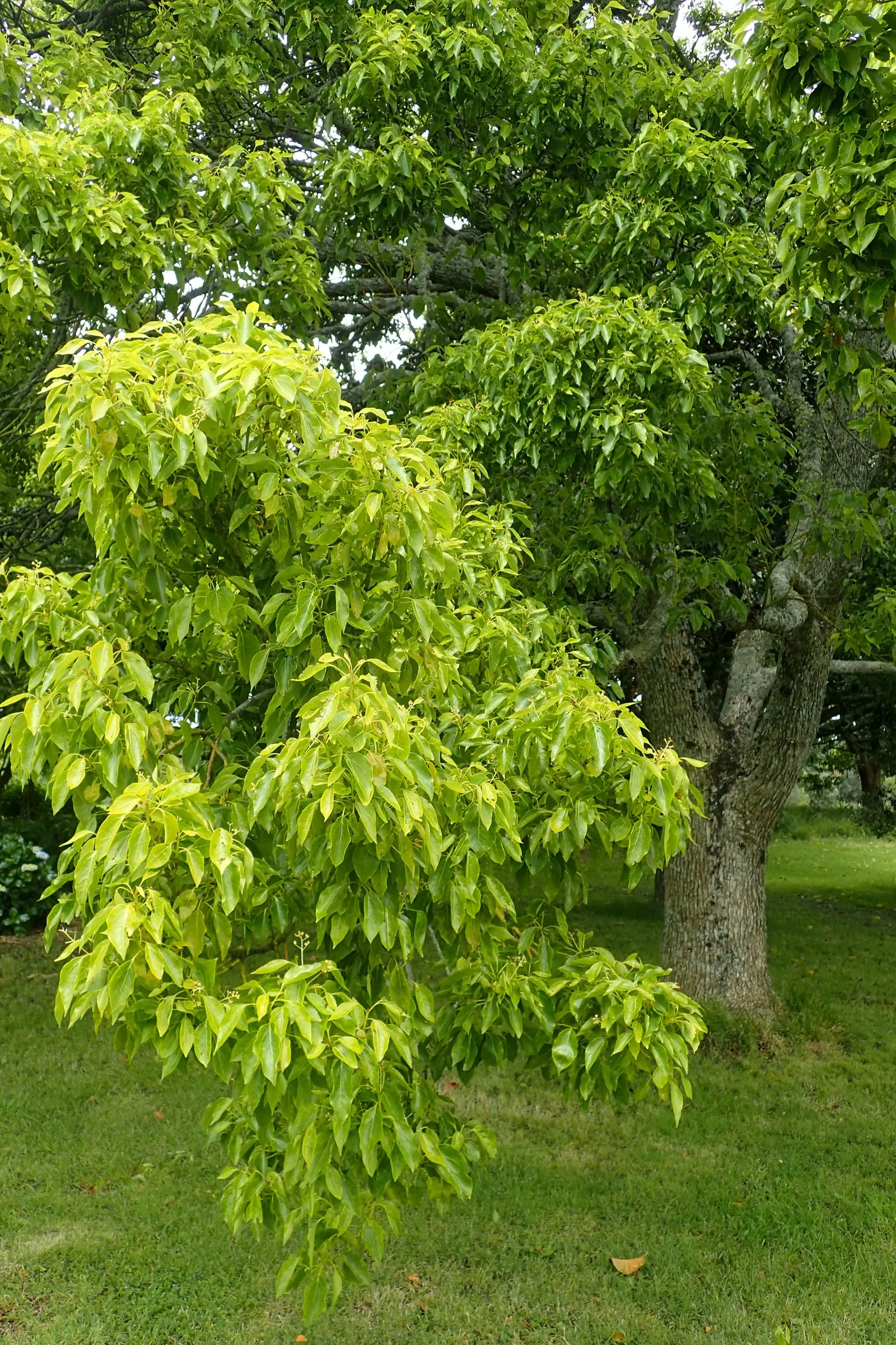 Camphor Tree (Cinnamomum Camphora) — With a mature height of 50-65 feet and a spread of 50-70 feet, it forms a dense, shapely canopy; the camphor tree provides