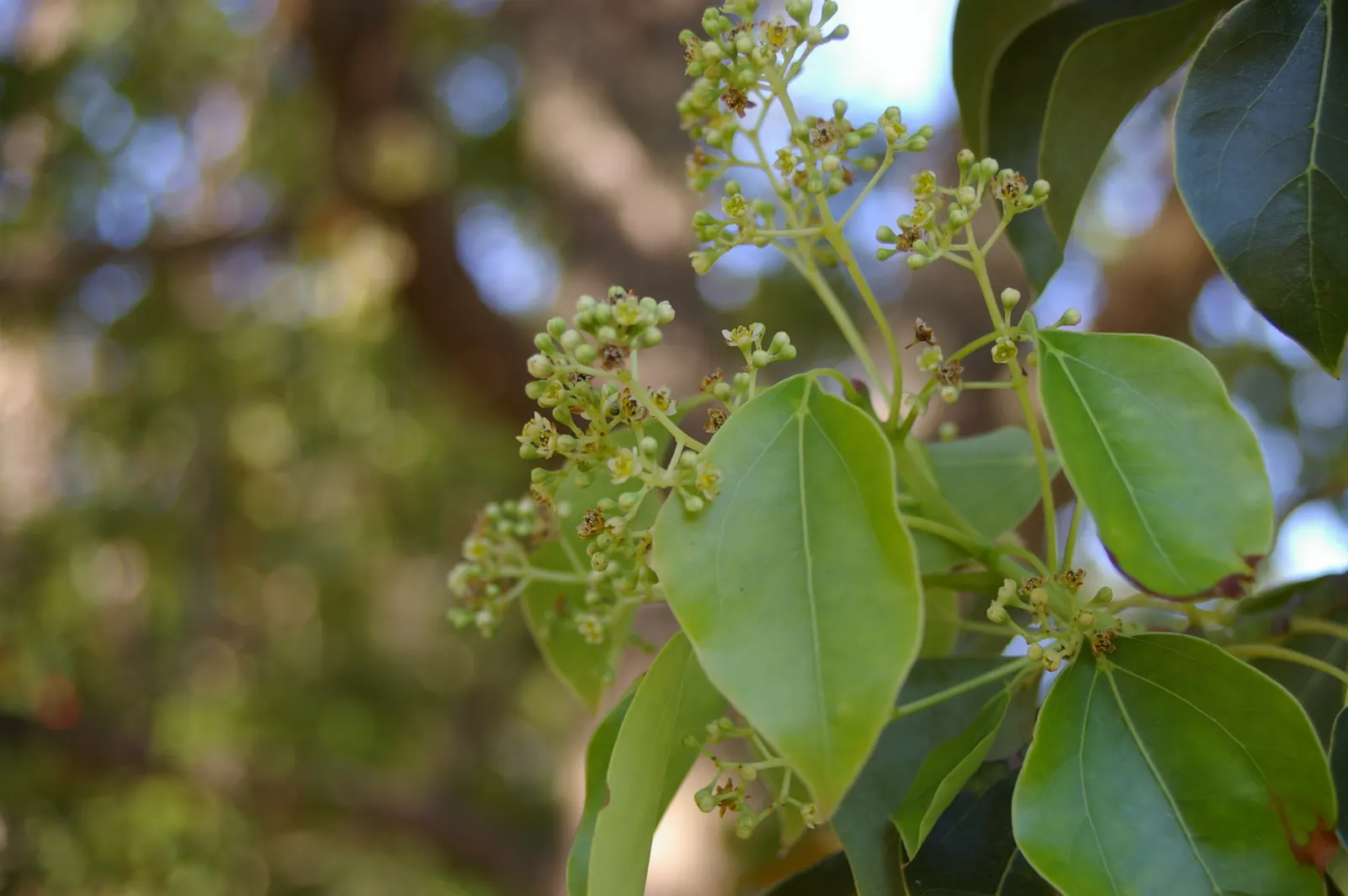 Camphor Tree (Cinnamomum Camphora) — These are followed by black; hardy in USDA zones 8 to 10, image 57