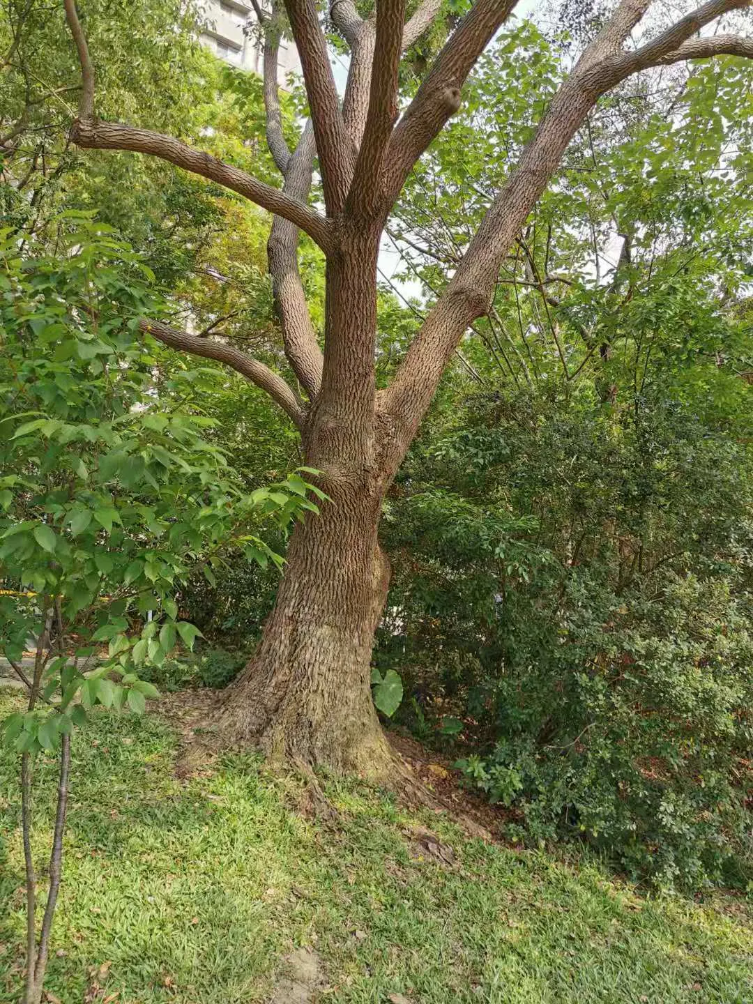 Camphor Tree (Cinnamomum Camphora) — Hardy in USDA zones 8-10, it thrives in full sun to partial shade, image 25