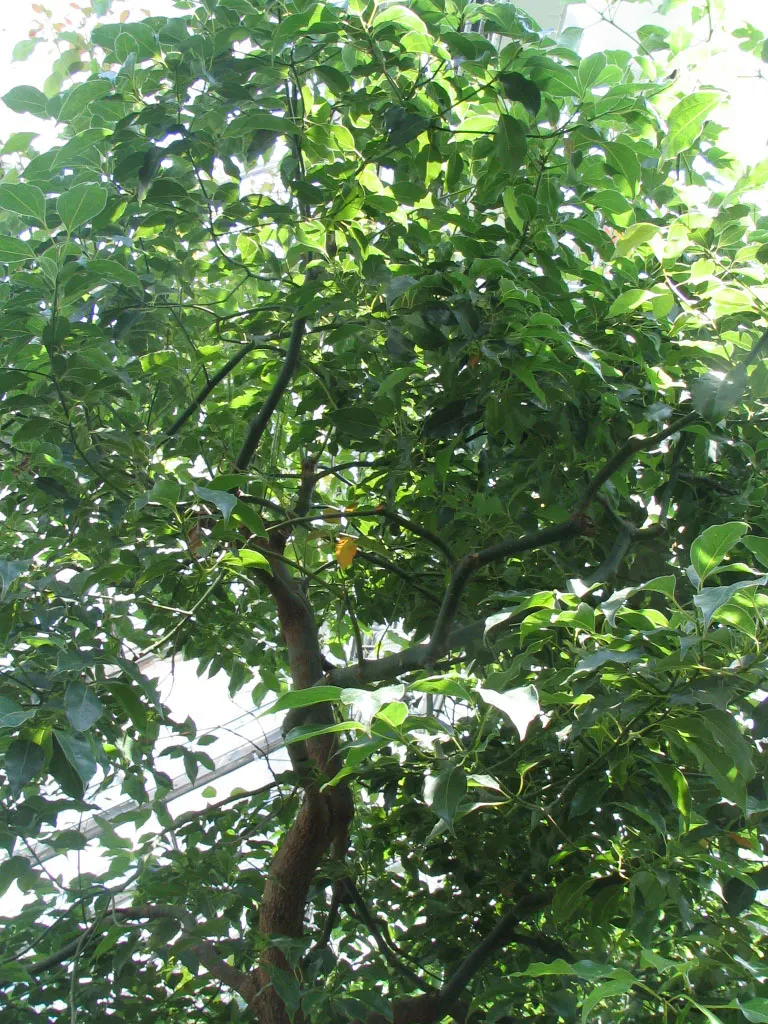 Camphor Tree (Cinnamomum Camphora) — The Camphor Tree (Cinnamomum camphora) is an evergreen renowned for its aromatic foliage; hardy in USDA zones 8-10, it