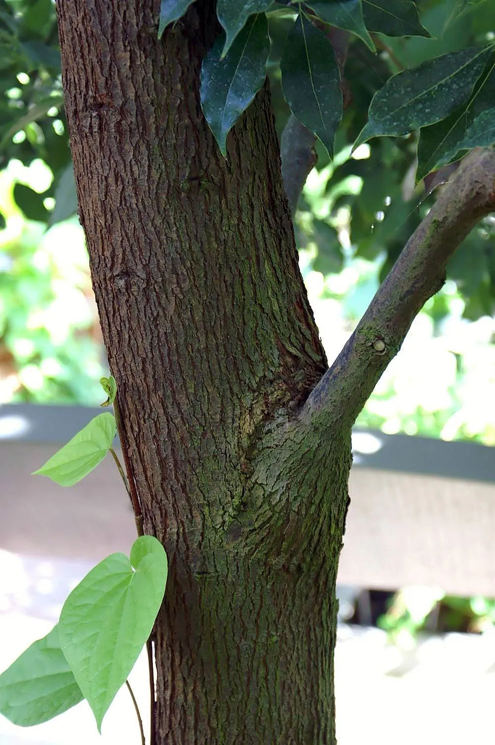 Camphor Tree (Cinnamomum Camphora) — which is both refreshing and therapeutic; hardy in USDA zones 8-10, it thrives in full sun to partial shade, image 76