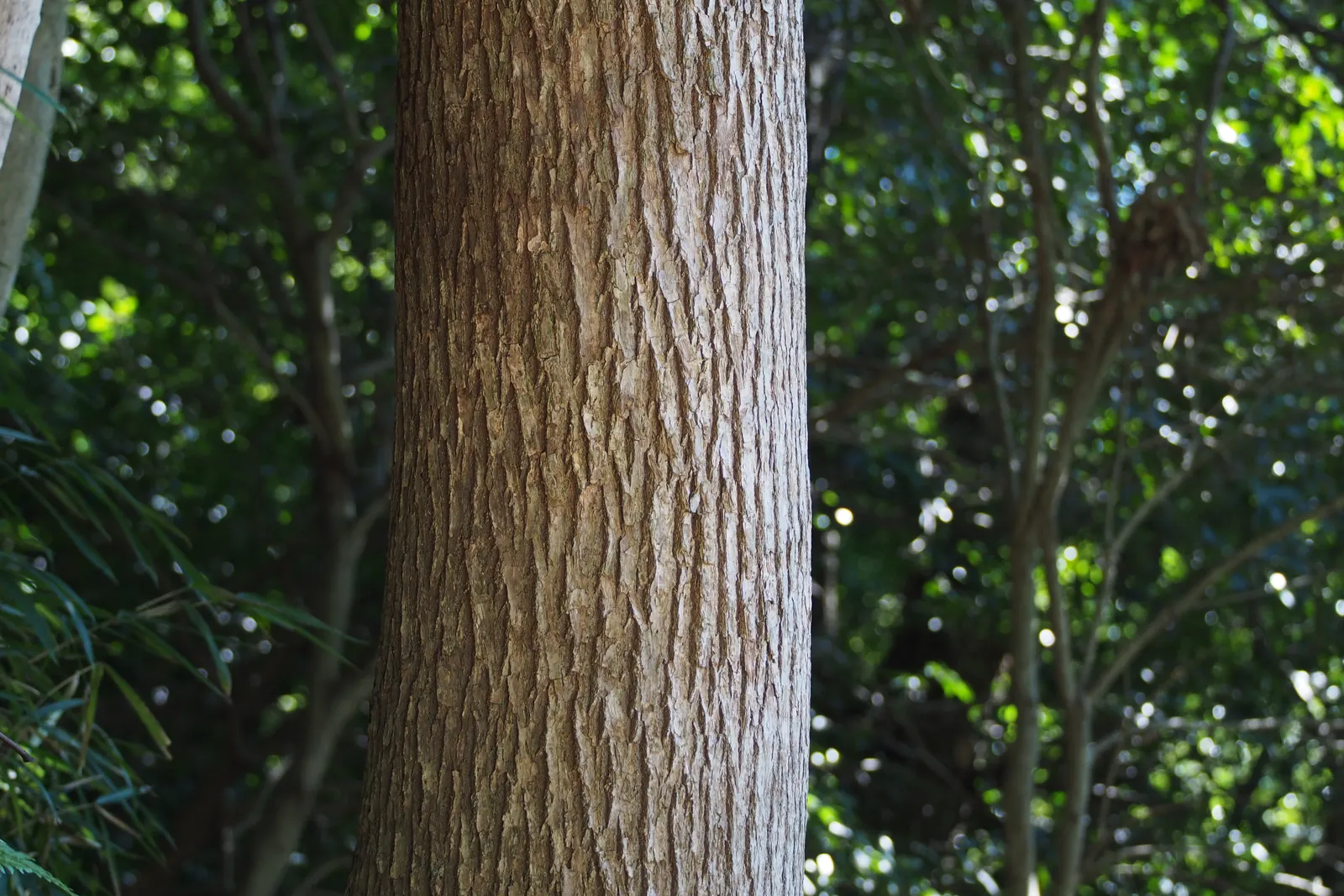 Camphor Tree (Cinnamomum Camphora) — with a canopy spread just as wide
